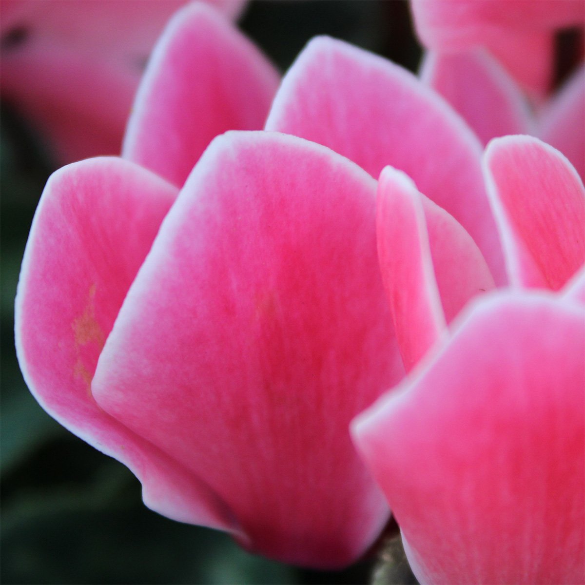 Cyclamen-Detail-06.jpg