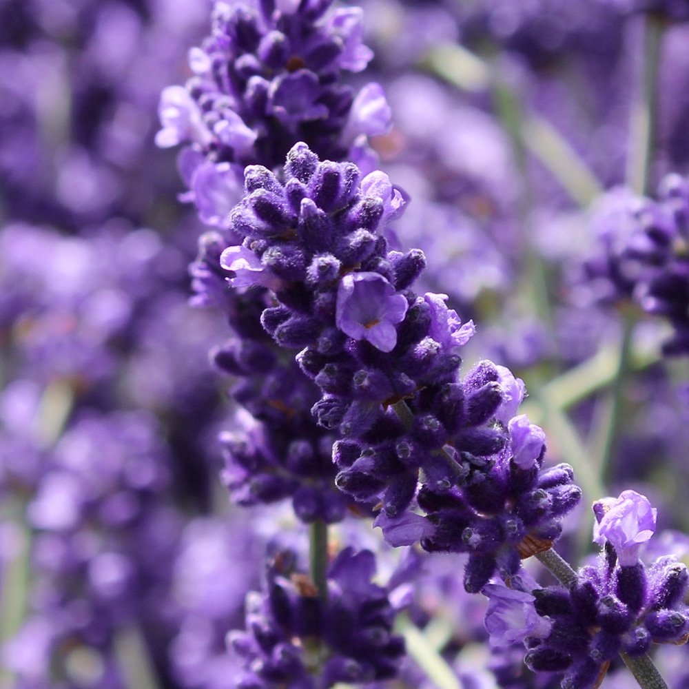 Lavandula-Angustifolia-Detail-.jpg
