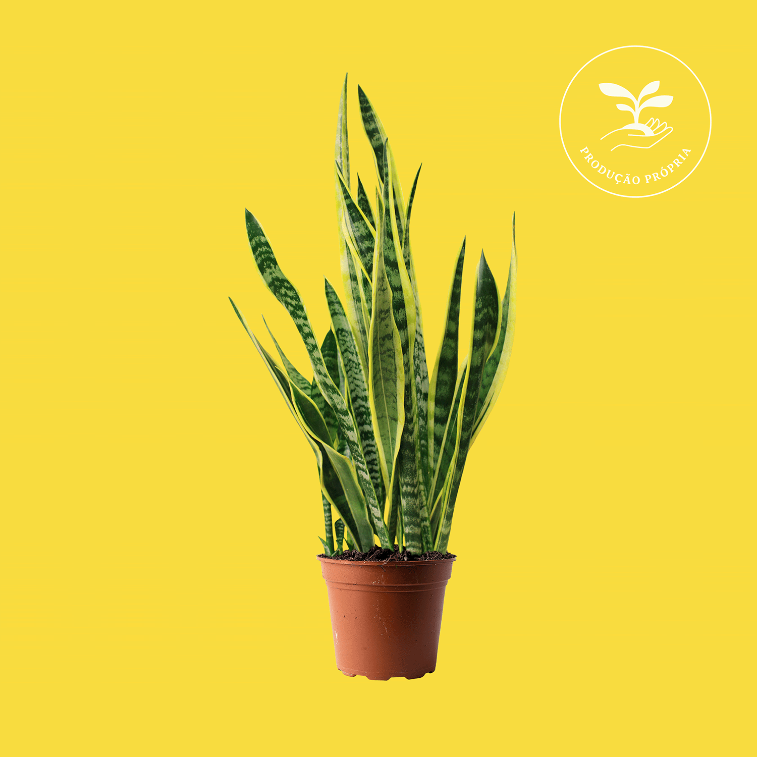 Sansevieria-Laurentii.png