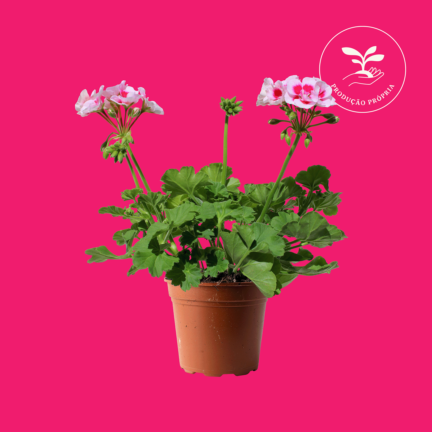Pelargonium-Zonale.png