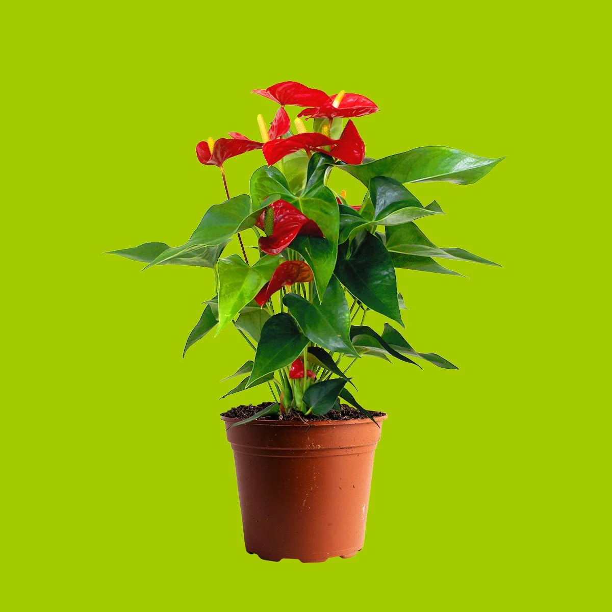 Anthurium-Red.jpg