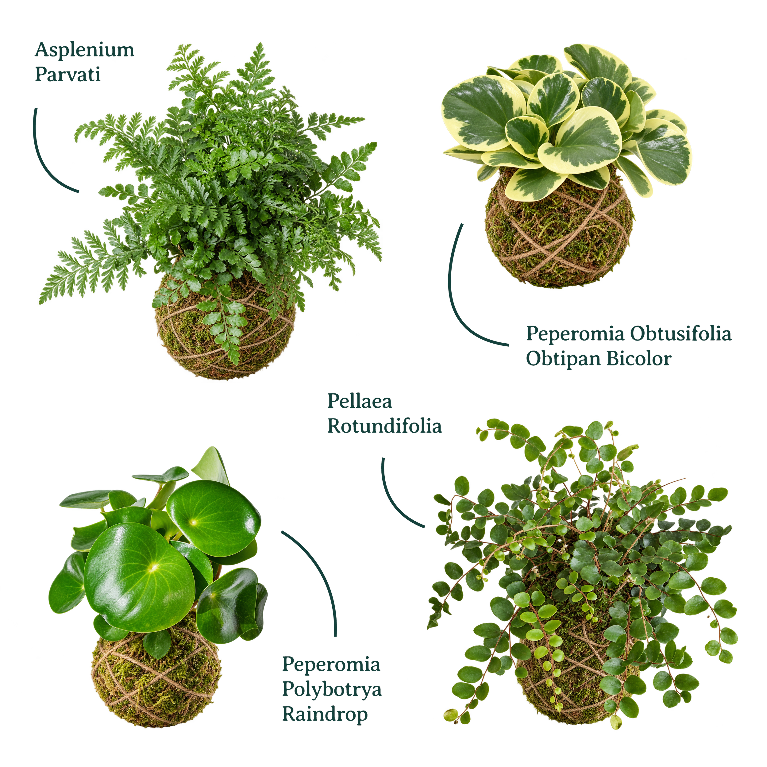 Kokedamas-Workshop-Website.png