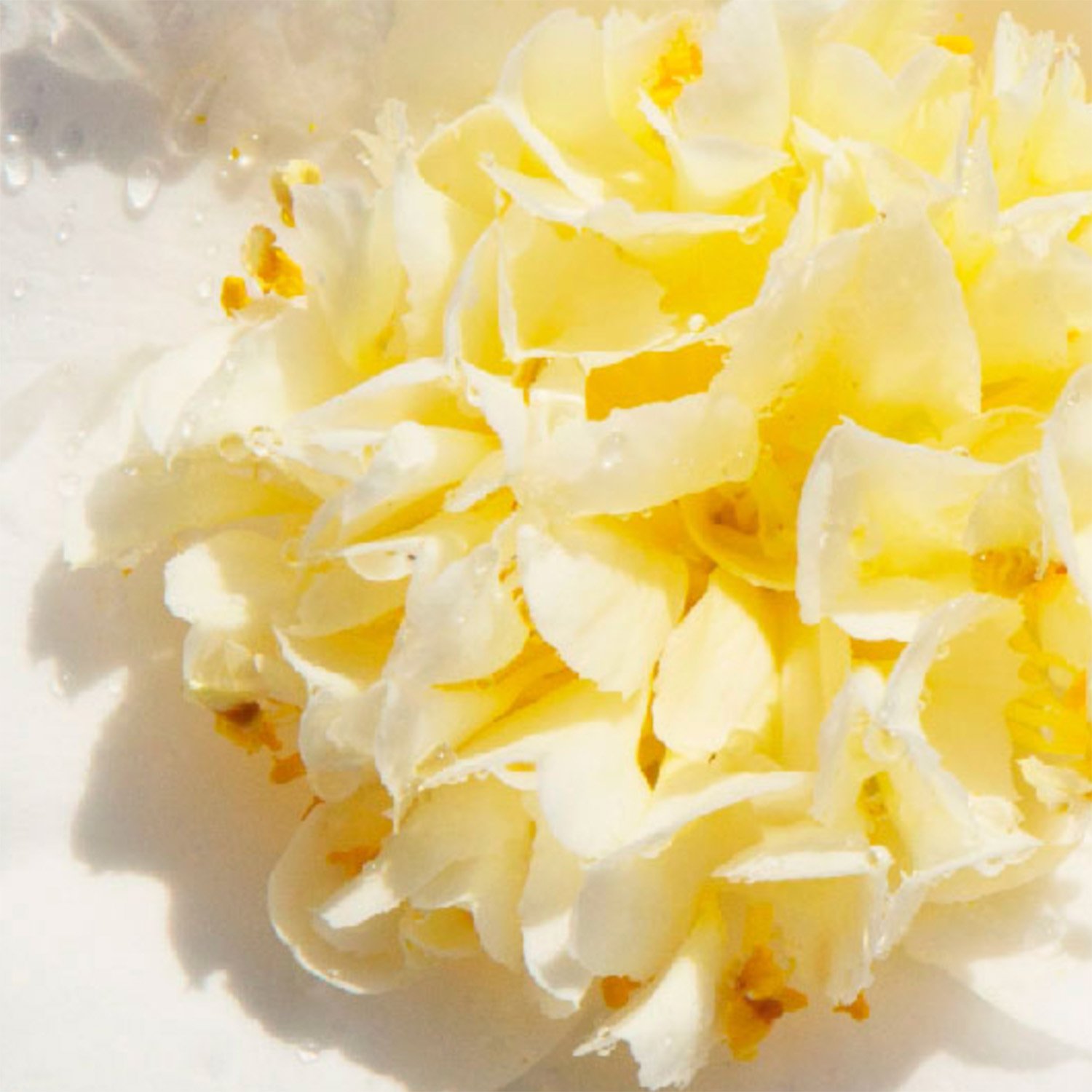 Camelia-Detail-Flor-3.jpg