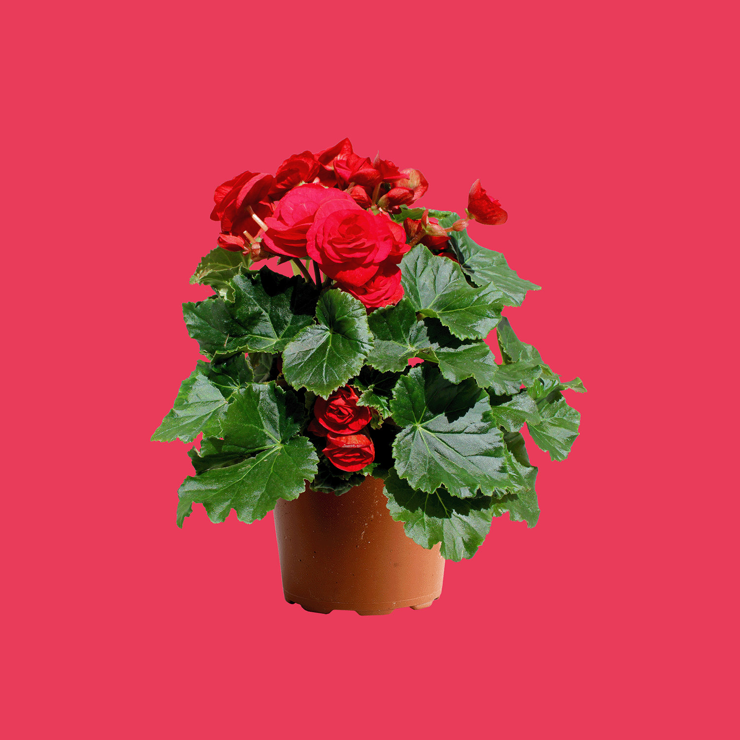 Begonia Elatior