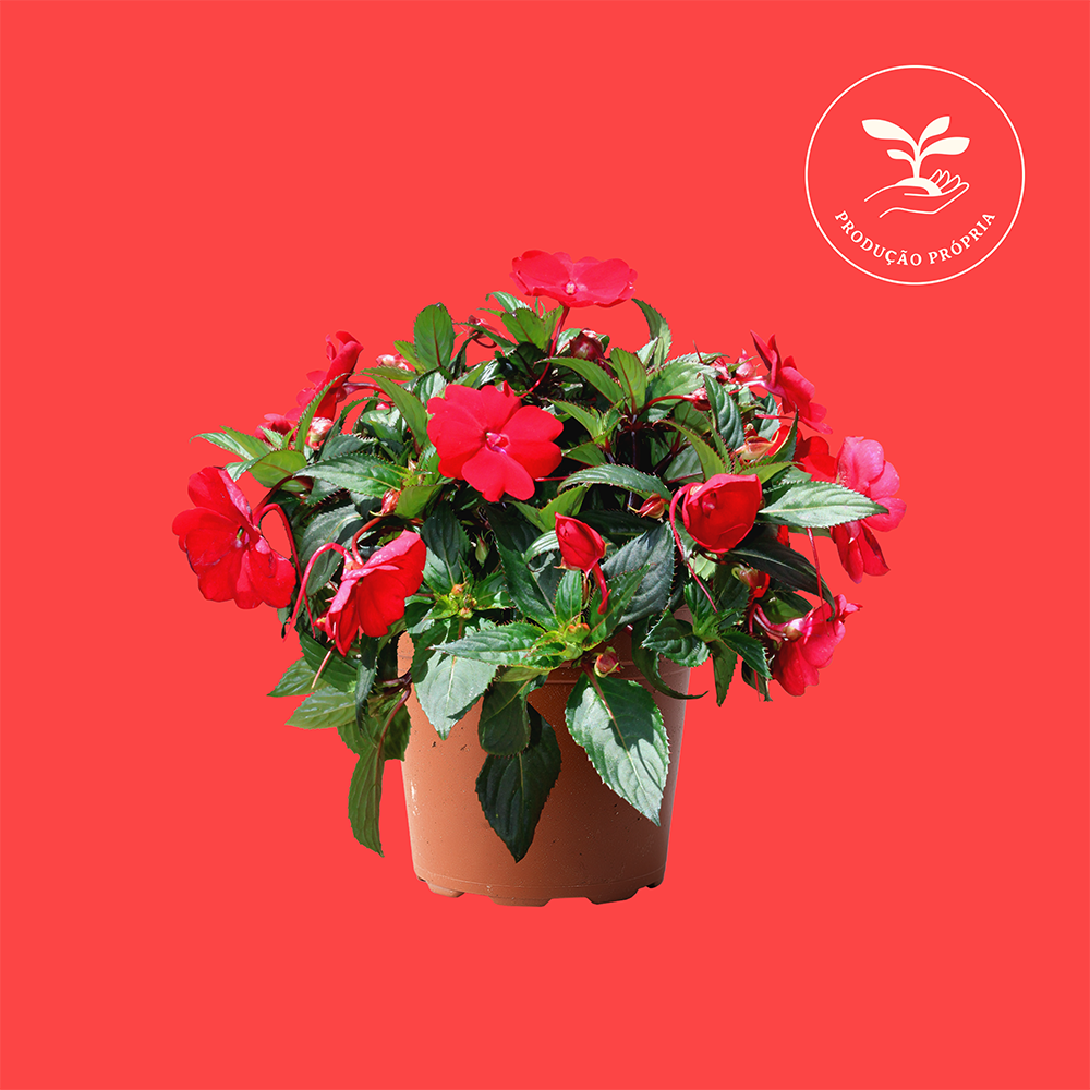 Impatiens-Sunpatiens-Encarnado-2.png