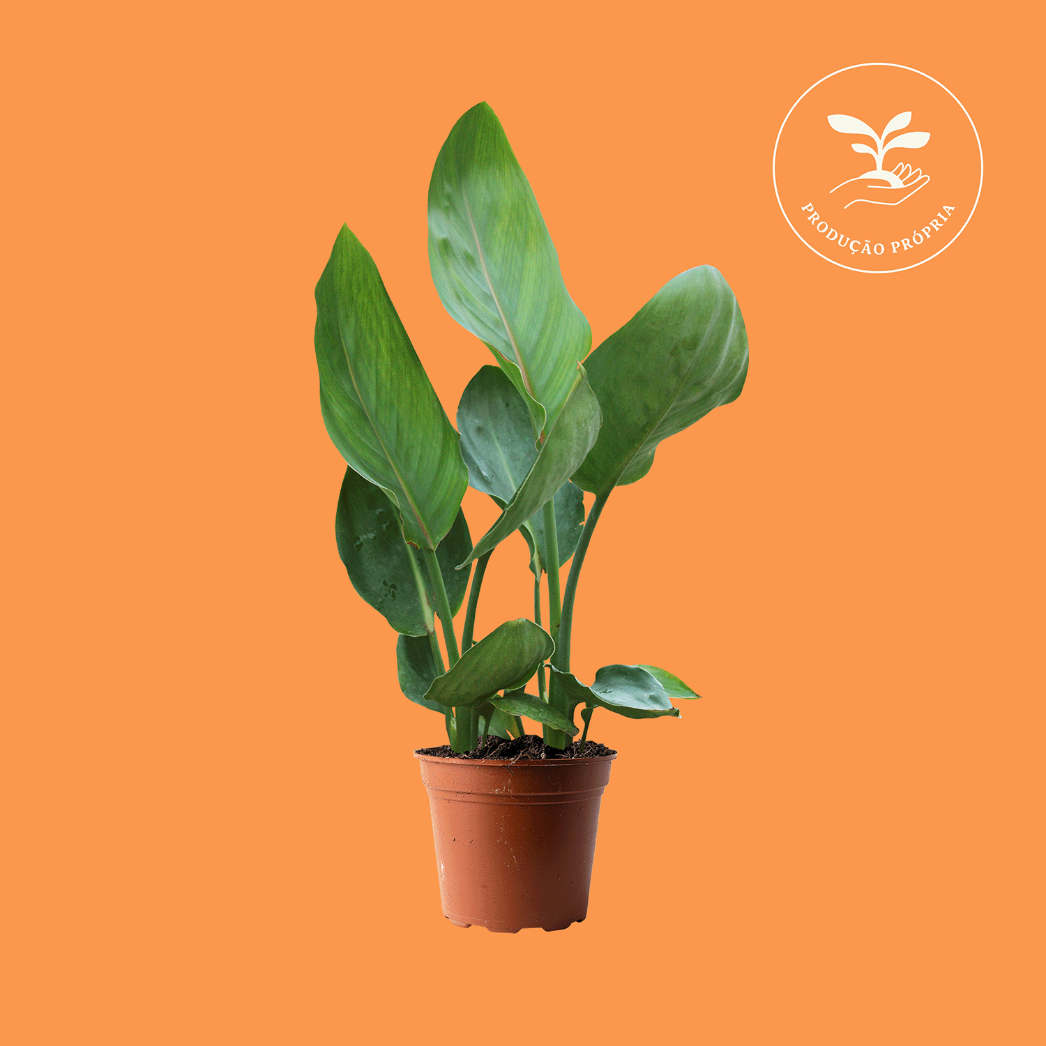 Strelitzia Reginae