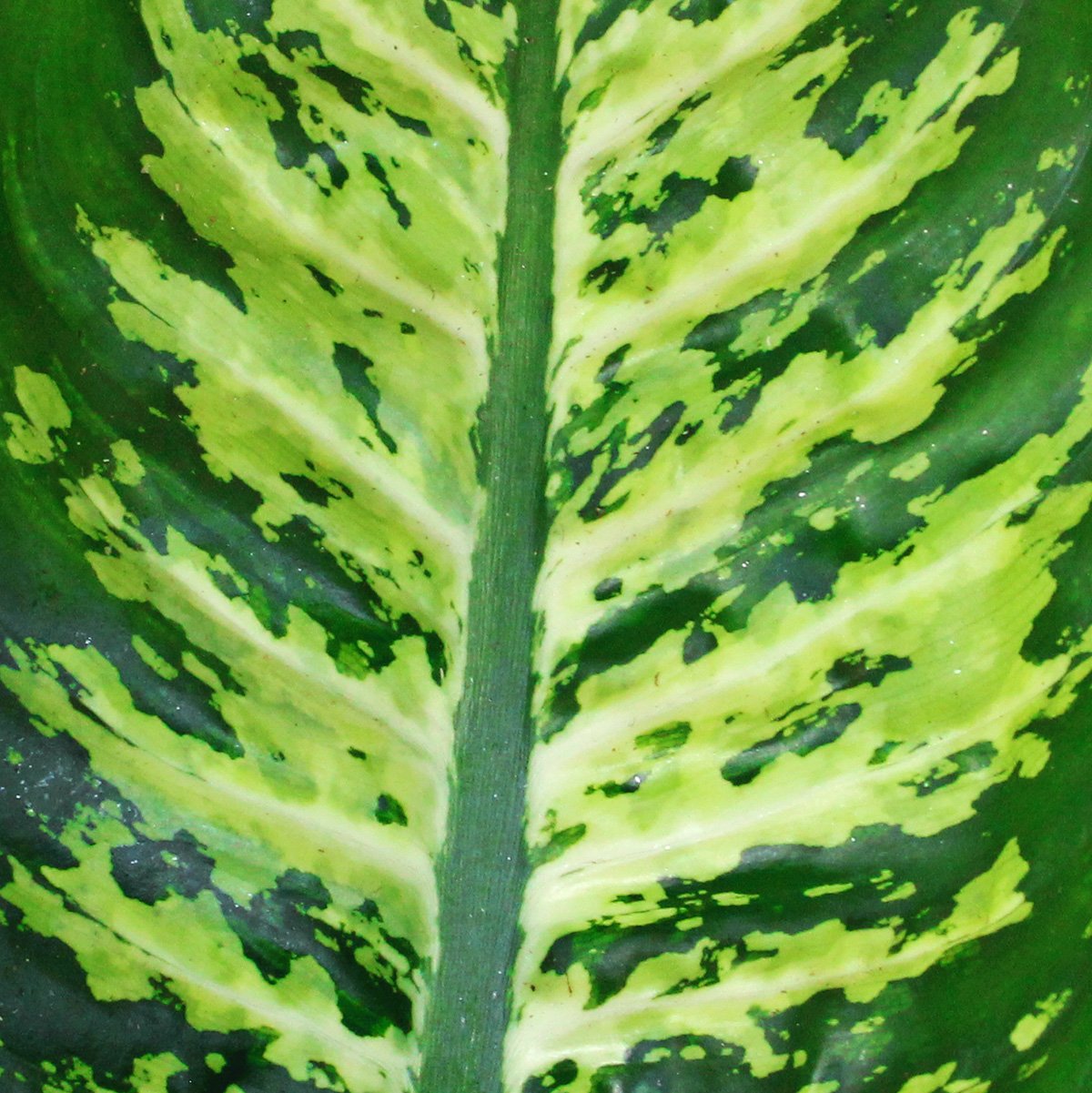 Dieffenbachia-Seguine-Deatil.jpg