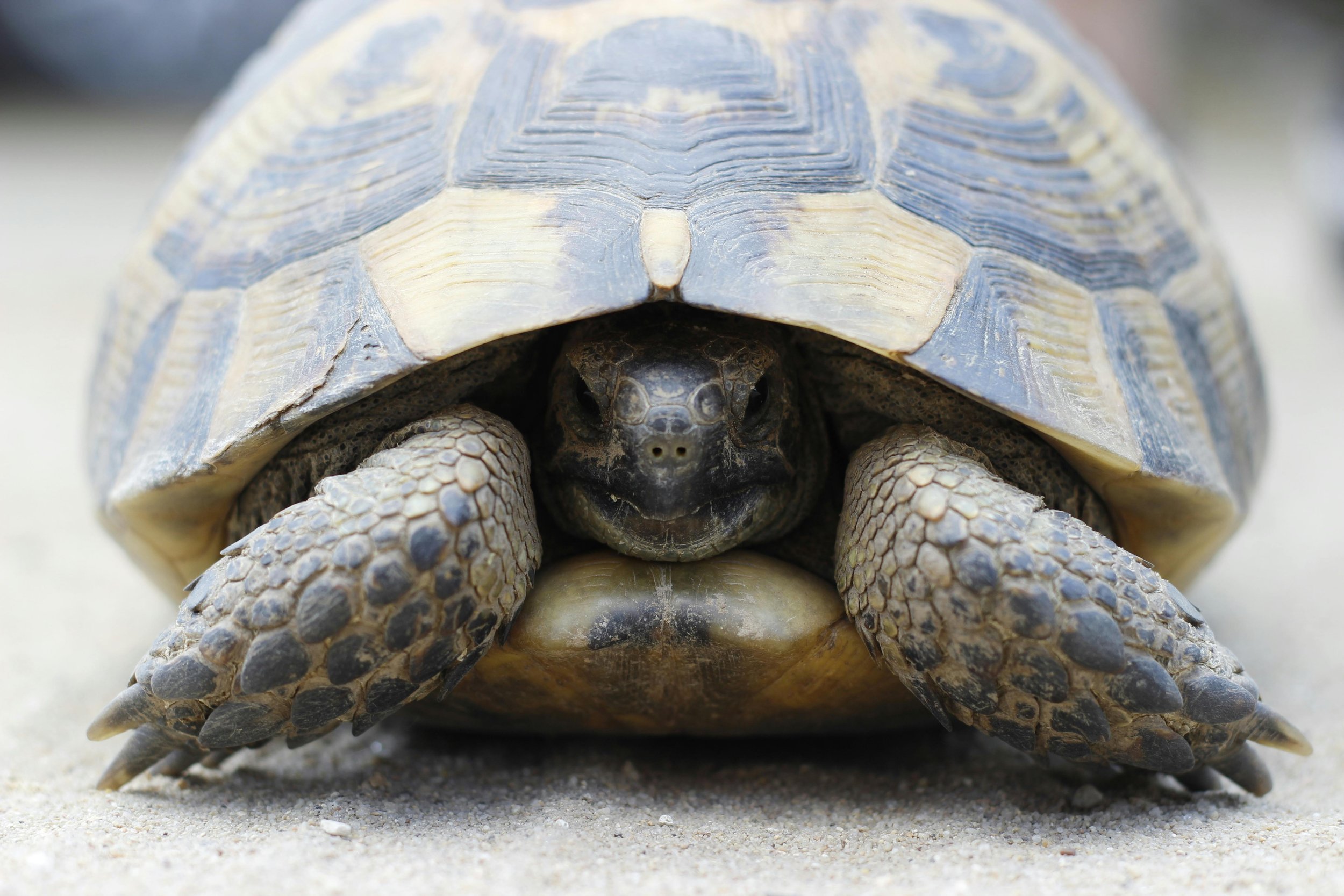 Recensione: “Slow Productivity” di Cal Newport