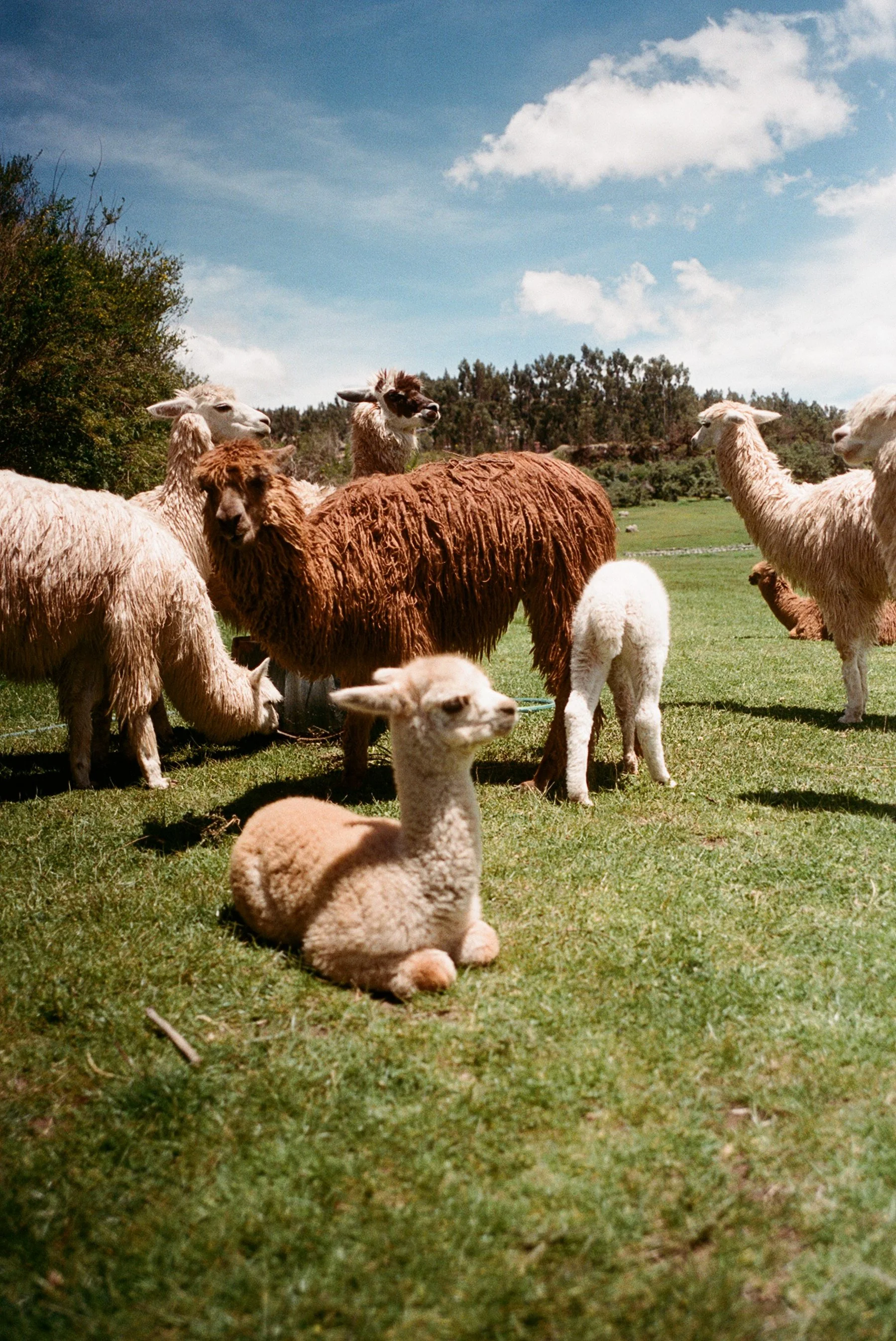 Several llamas and alpacas standing on a grassy field under a blue sky with scattered clouds, some trees in the background.