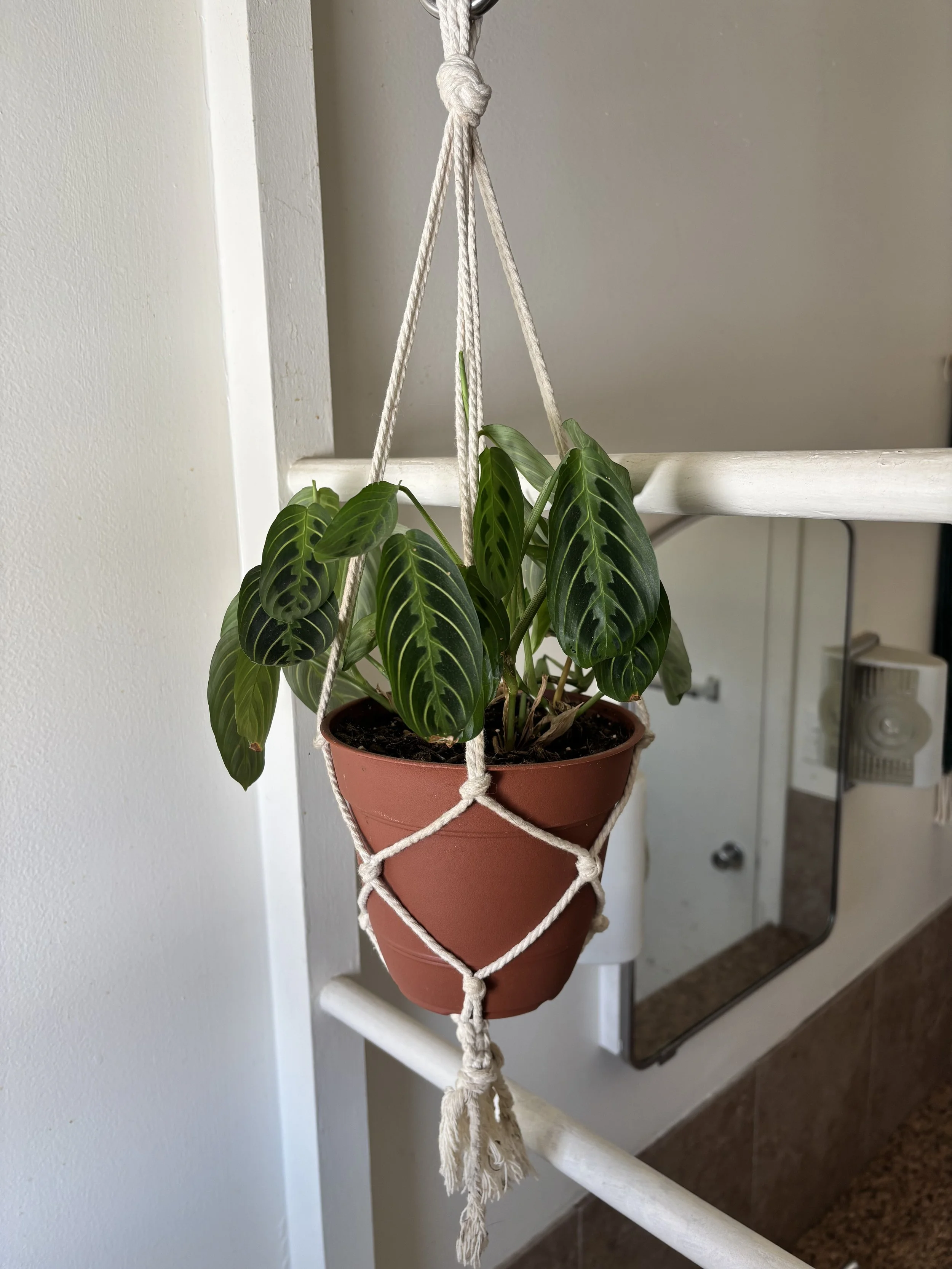 Simple Hanging Pant Holder, 2025, cotton rope.
