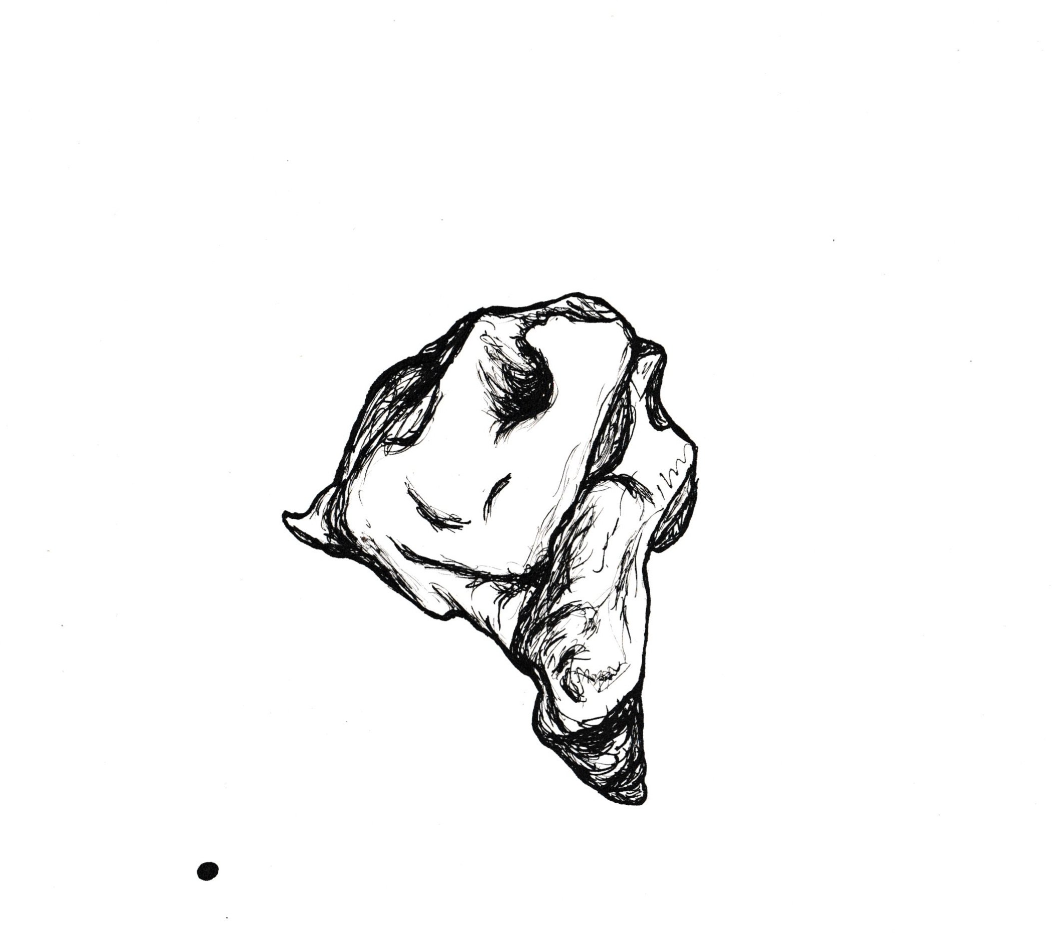 Study: Bovine Skull, 2024, pen and ink