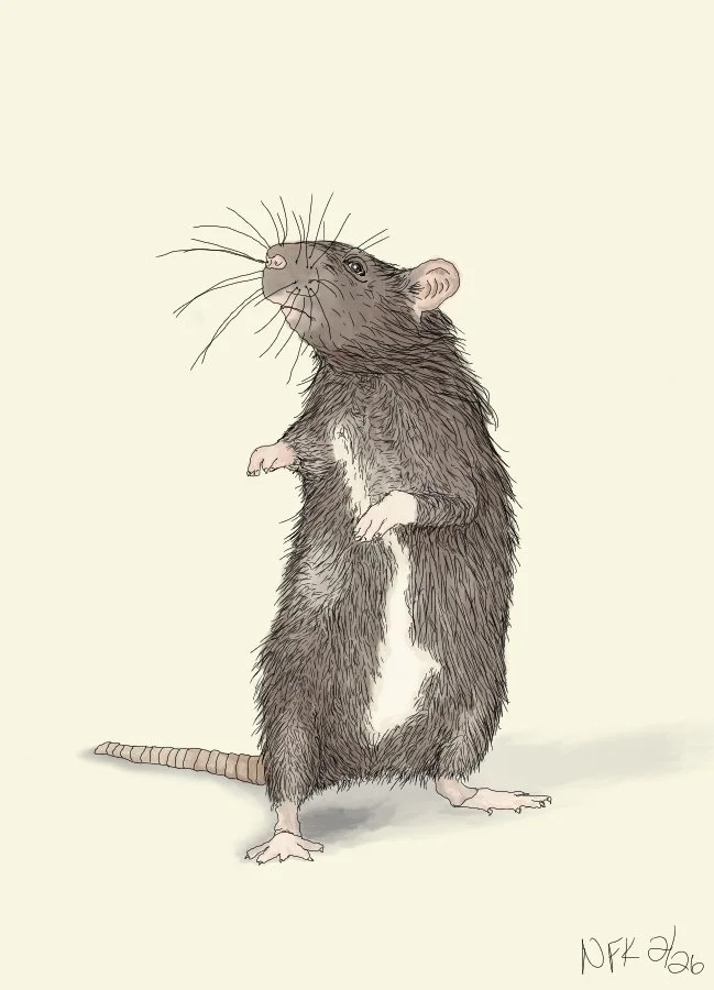 Suspicious Rat, 2026, digital drawing.