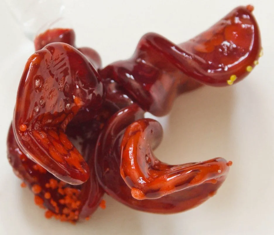 Fire Flower, 2009, borosilicate glass 