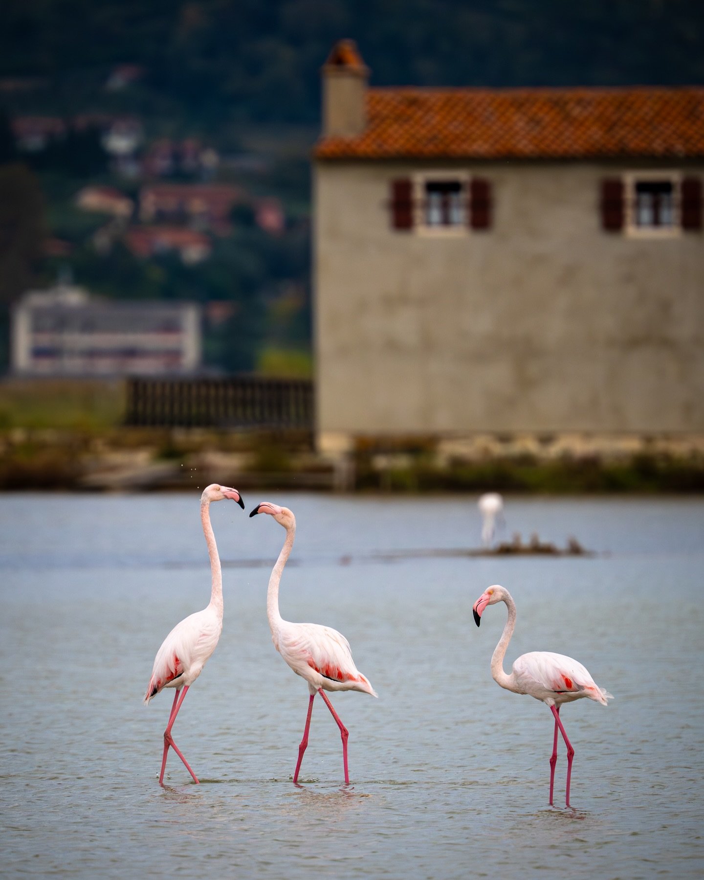 Honestly, with that level of elegance, even the salt crystals are jealous. 😎

#fotografija #soline #obalajezakon #piran #fotograf #nikon #kpss #flamingo #photography #natgeo @natgeosi @natgeoyourshot @natgeo