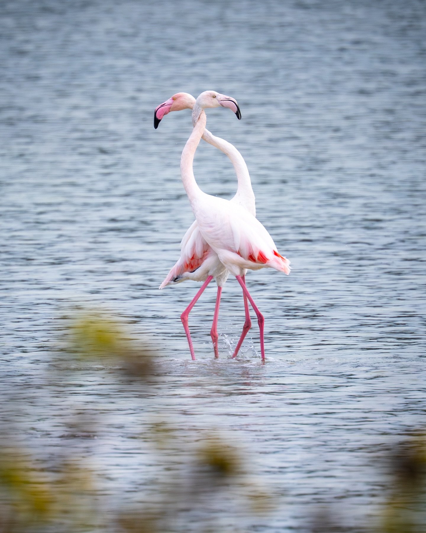 Flamingo pt. 2: The salt air carries whispers of wings, and in the silver light, two flamingos dance &mdash; a quiet ode to togetherness in the still waters of Sečovlje salt fields.. 🦩&hearts;️

#fotografija #photographer #photography #fotograf #nik