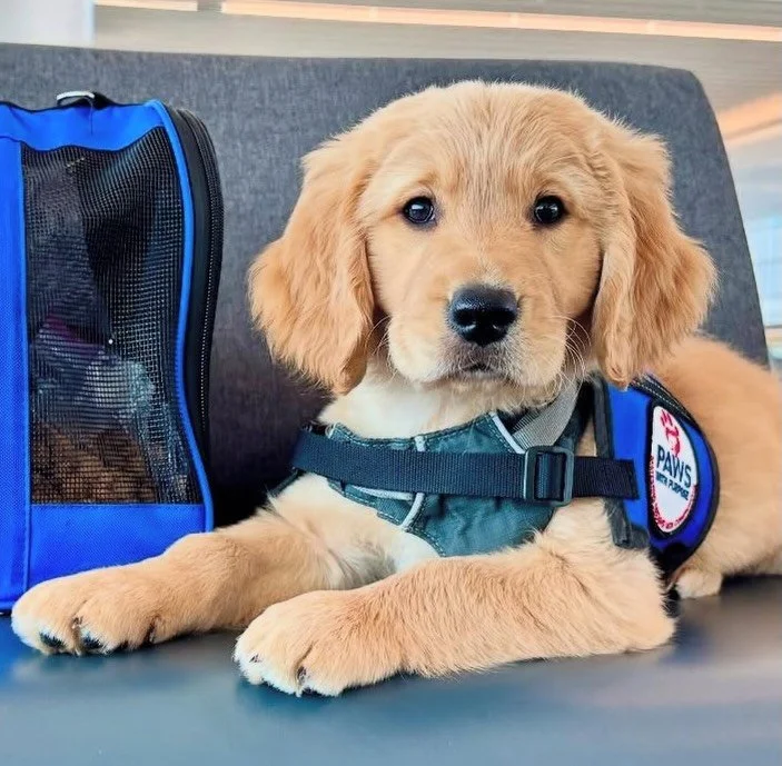(c)spacer Highlight: @paws_with_purpose provides highly skilled Assistance Dogs as partners to children and adults with physical disabilities or other special needs. We are happy to be a dog-friendly building so that their entire team can utilize our