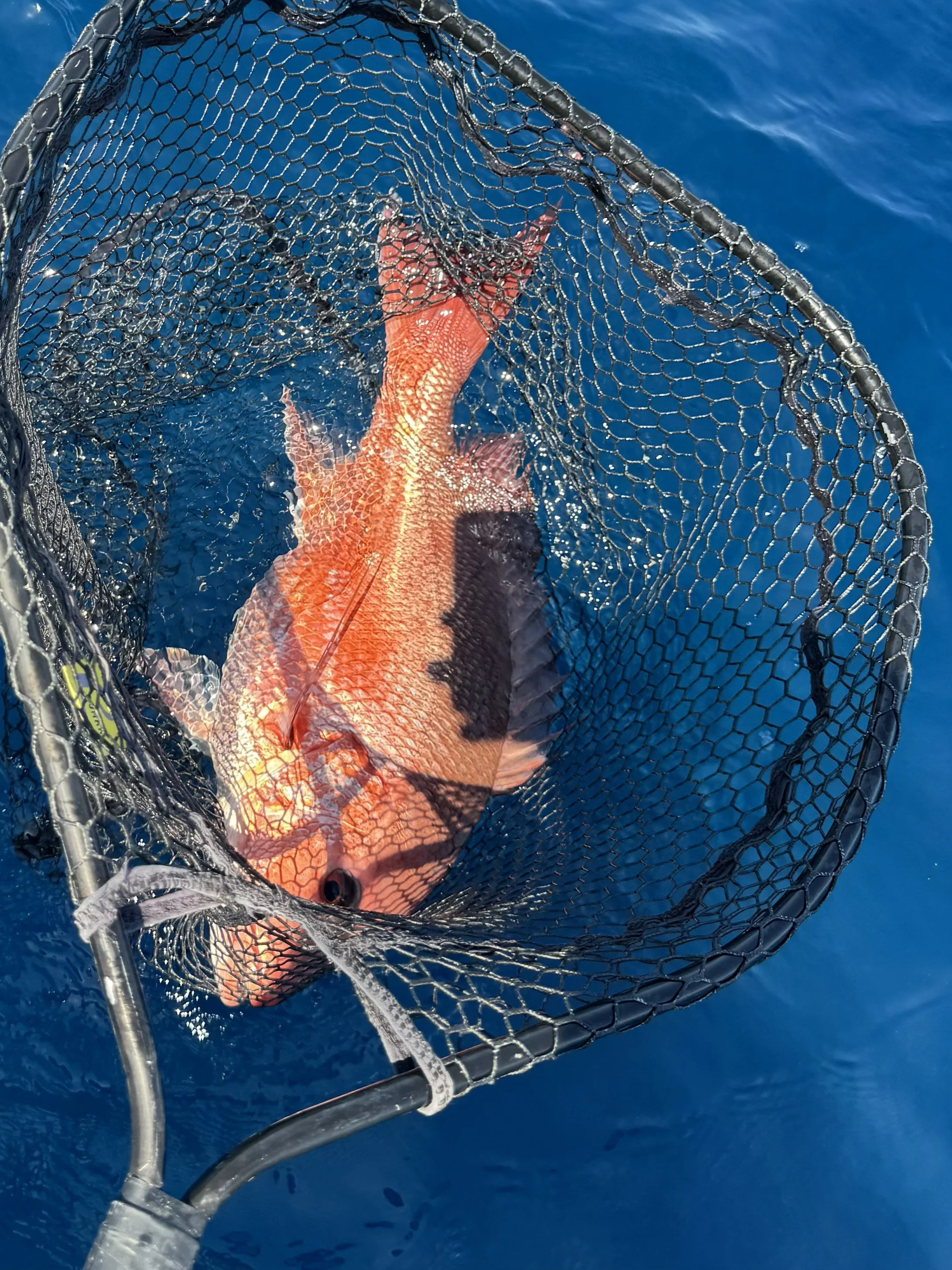 9 Snapper Net.jpg