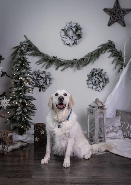 pet-photographer-columbia-sc.jpg