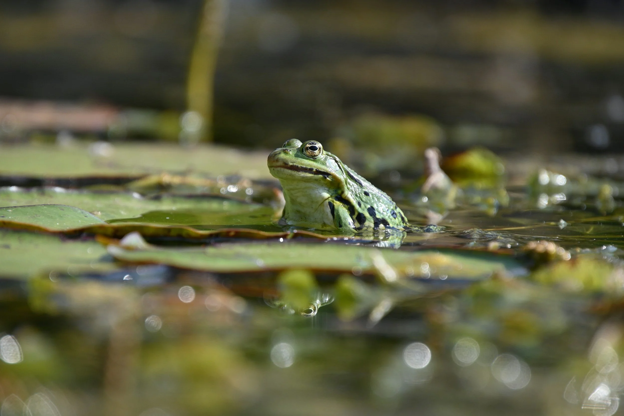 frog in pond
