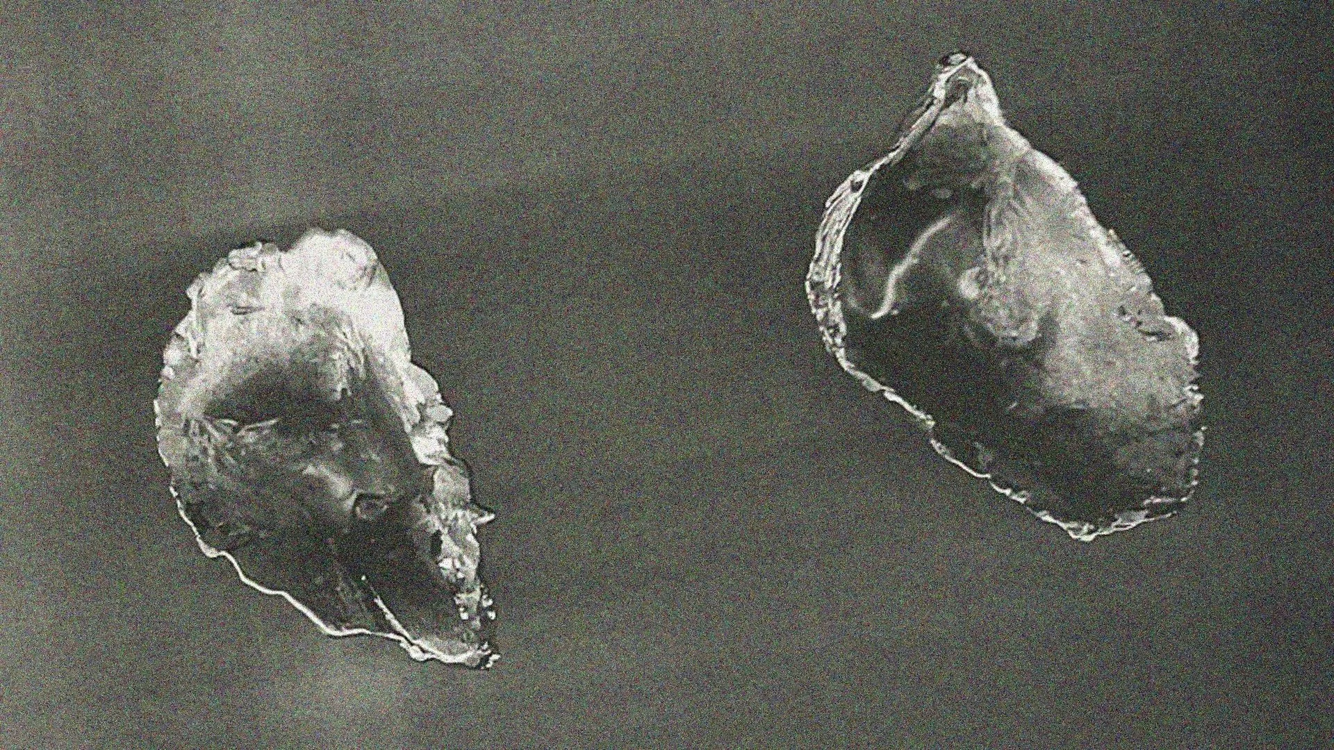 2.A Shell Stood for Zero High Res.jpg