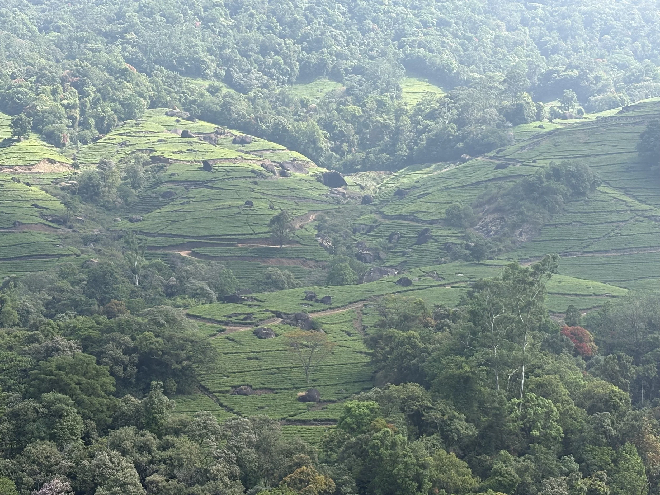 Serene, Peaceful, Relaxing Green terraced hills with scattered trees and large rocks, lush forest in the background.