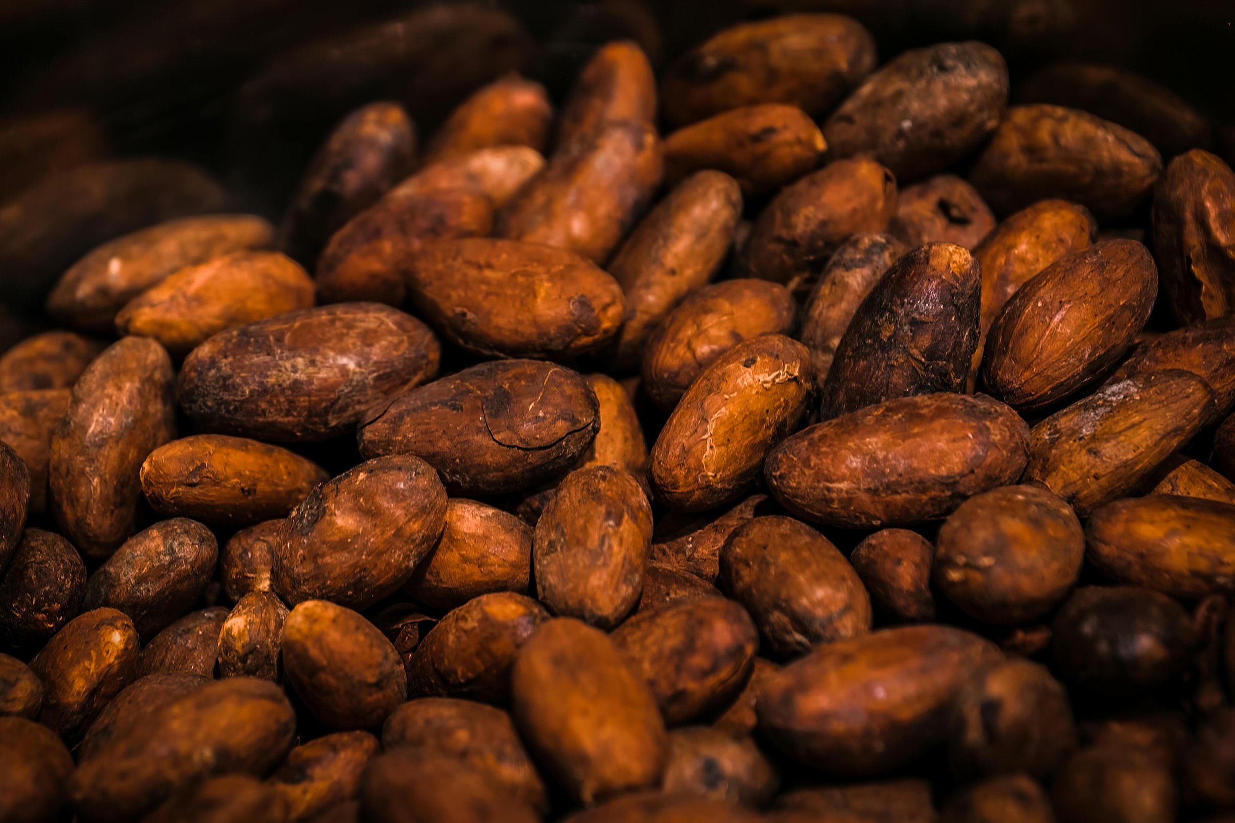 COCOA.jpeg