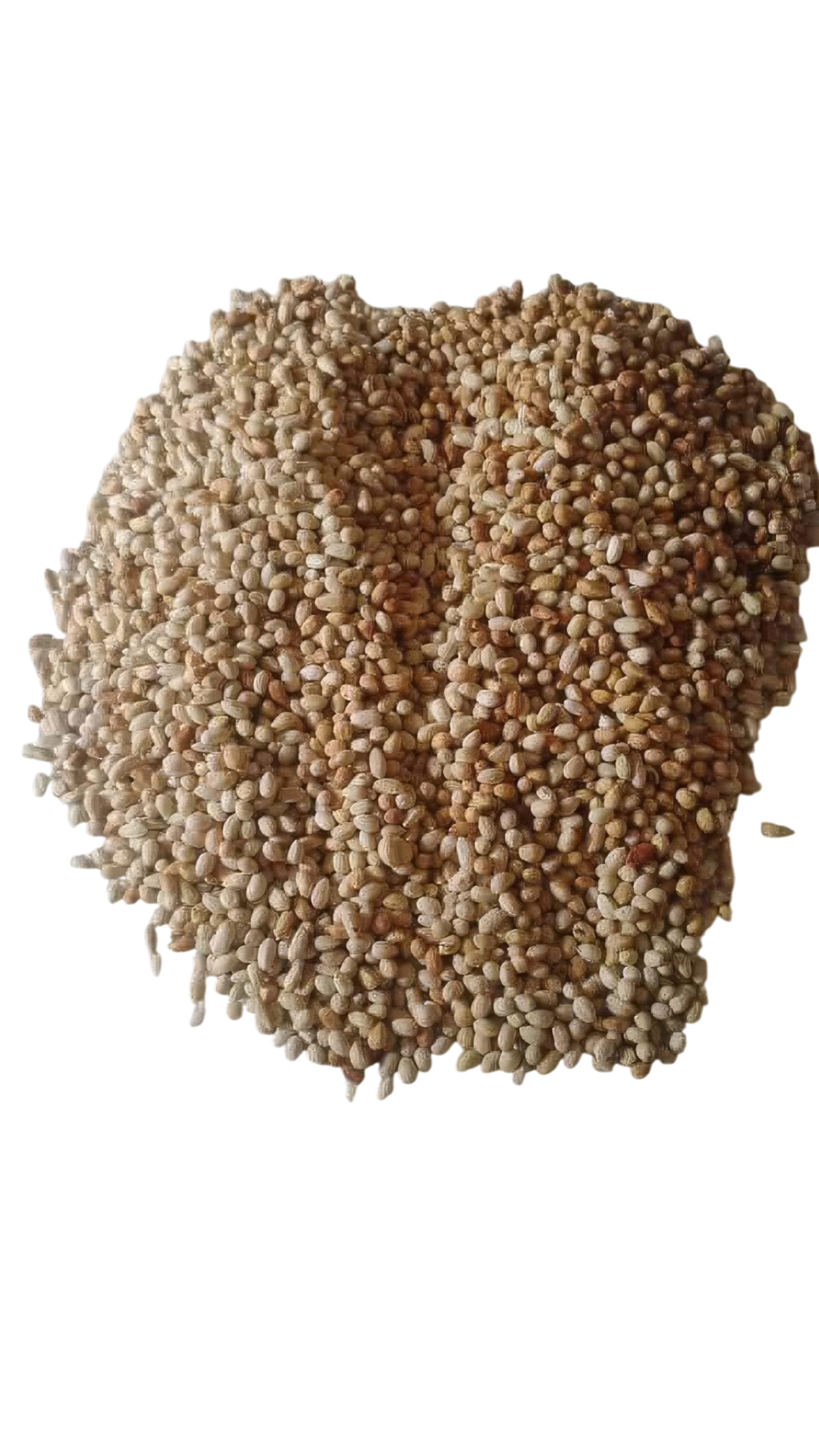 Woatome Neem Seeds Medical Grade, Pharma , Nutraceutical, Biopesticide, OIl, Cosmetic and Spa Formulations. Anti Dandruff Formulations