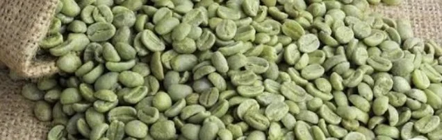 Green unroasted coffee beans spread out on a surface.