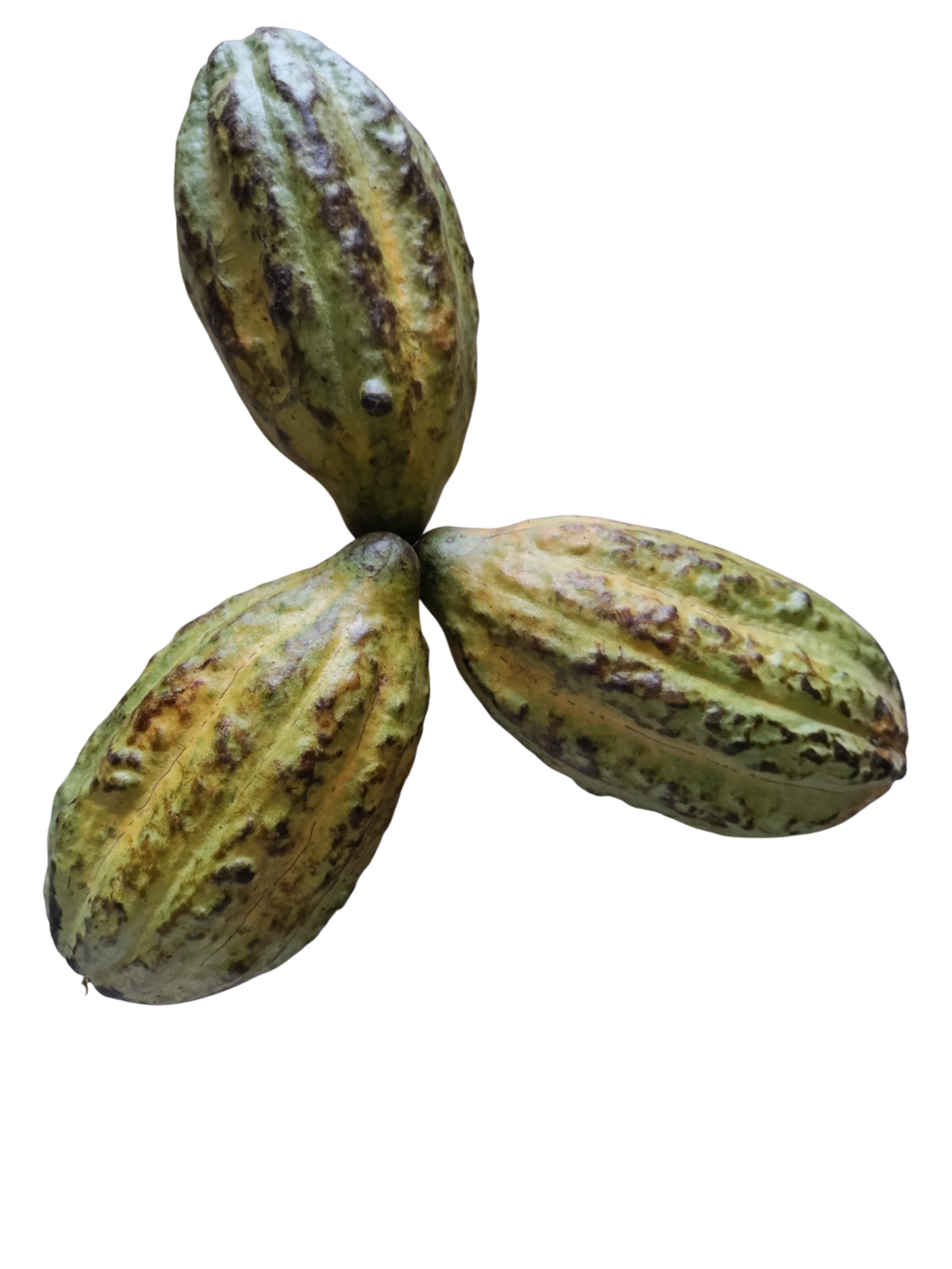 Circular Cocoa Waste to Value by Woatome. Cocoa Vinegar from Woatome Micro innovations


