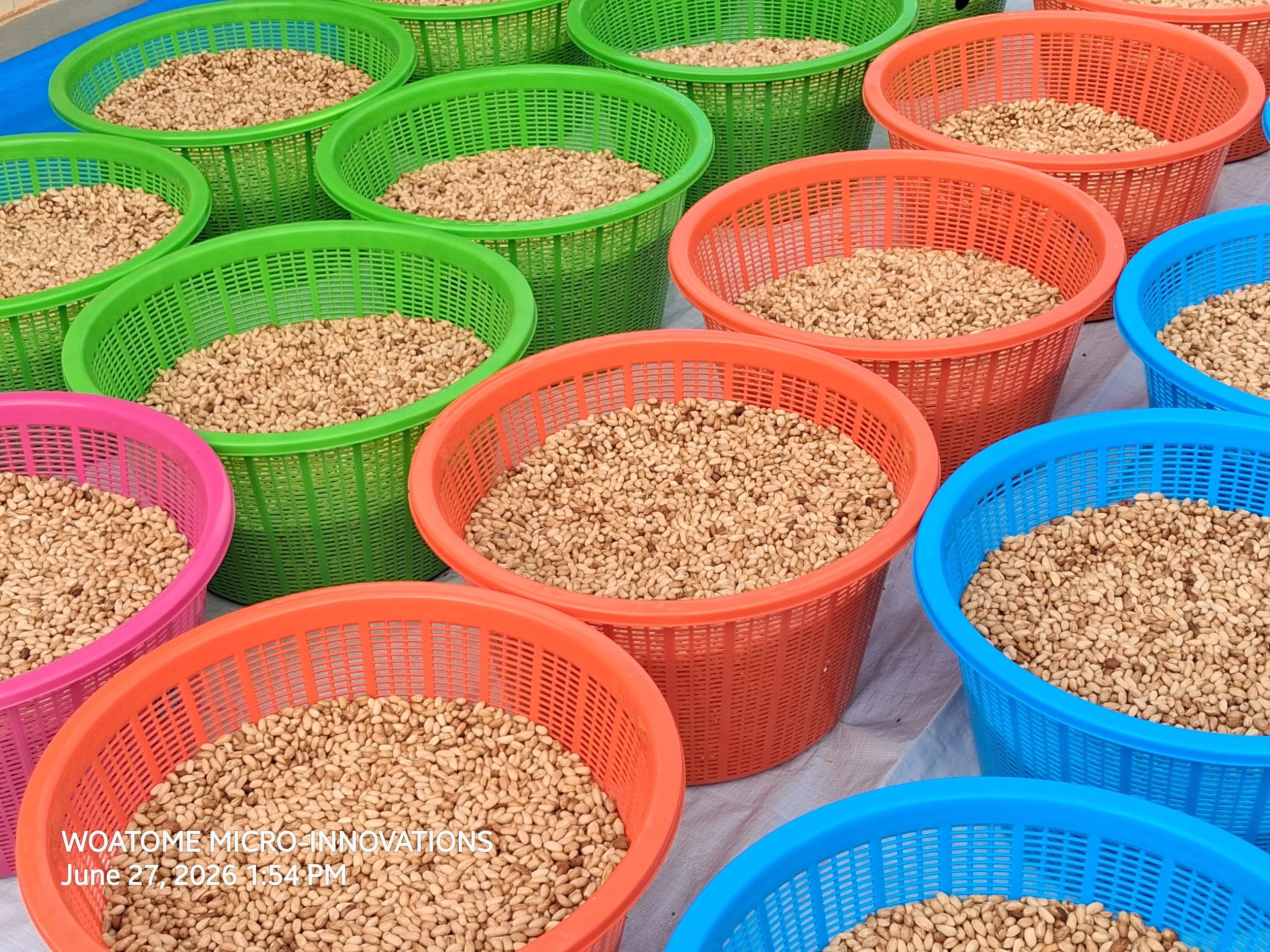 Multiple plastic baskets in colors green, orange, blue, and pink filled with small seeds or grains, arranged on a flat surface.