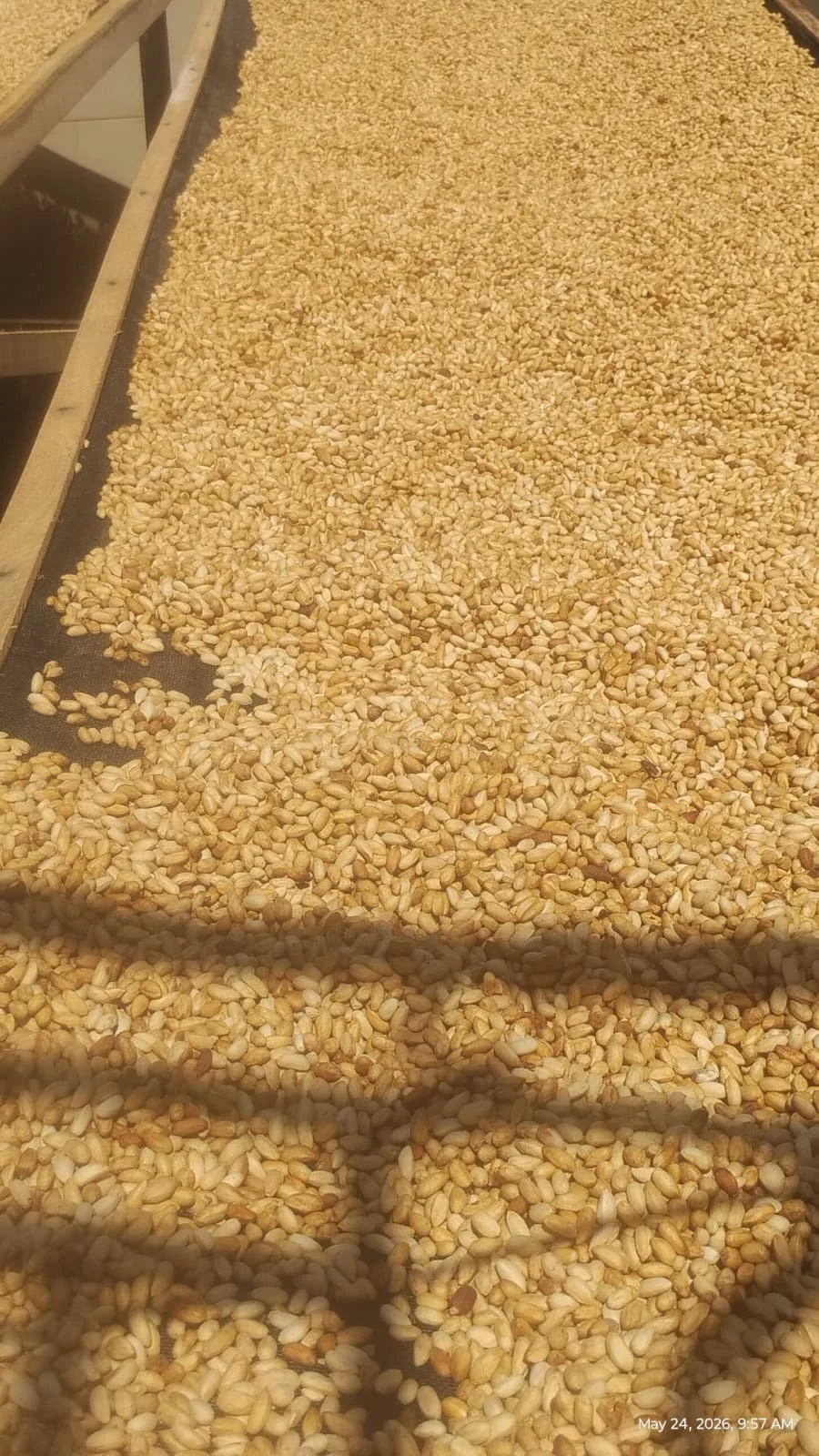 woatome neem seeds
