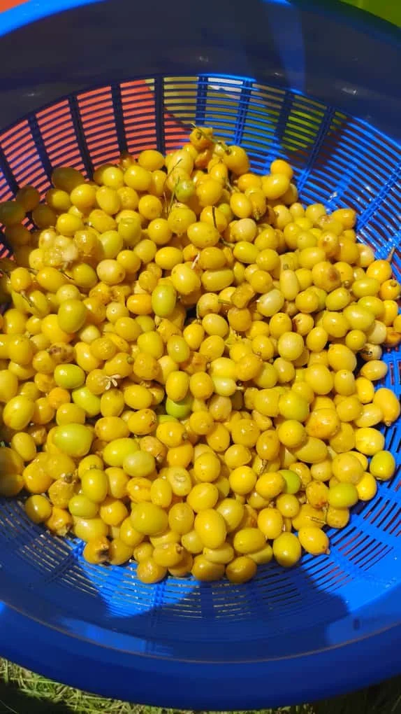 Neem Seeds for Medical, Pharma, Nutraceutical, Biopesticides, Cosmetic and Spa, Oil formulations Woatome ethical cultivated neem fruits.