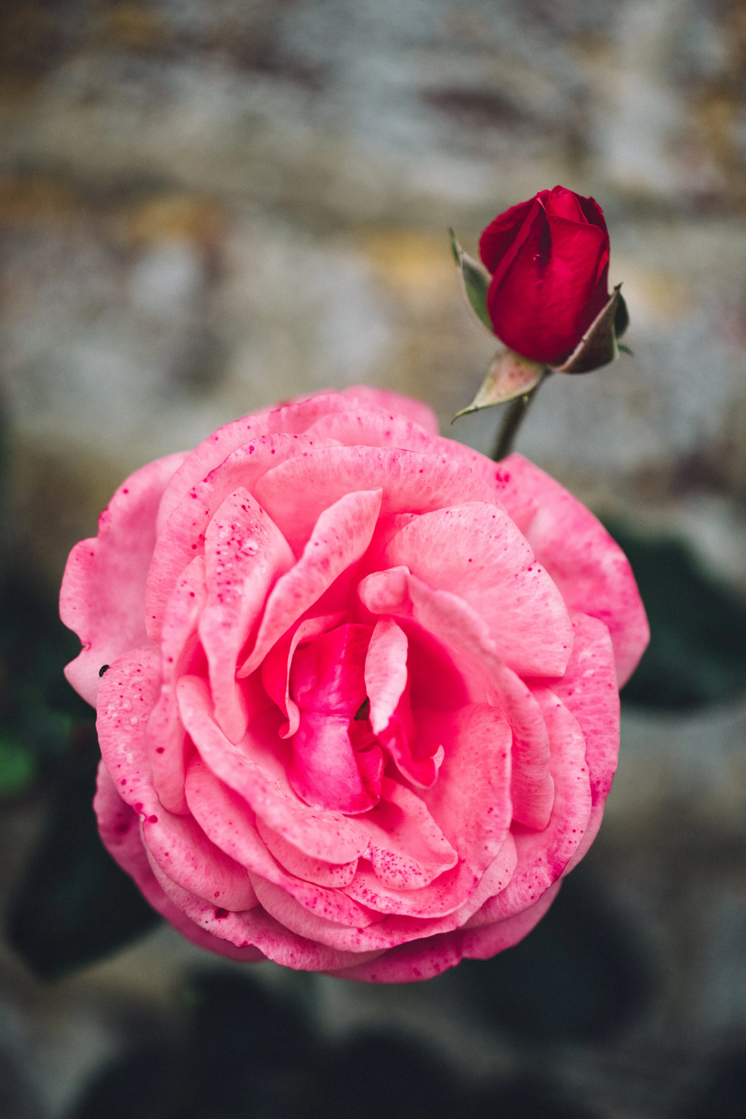 Close-up of a blooming pink rose with a smaller red rosebud above it.