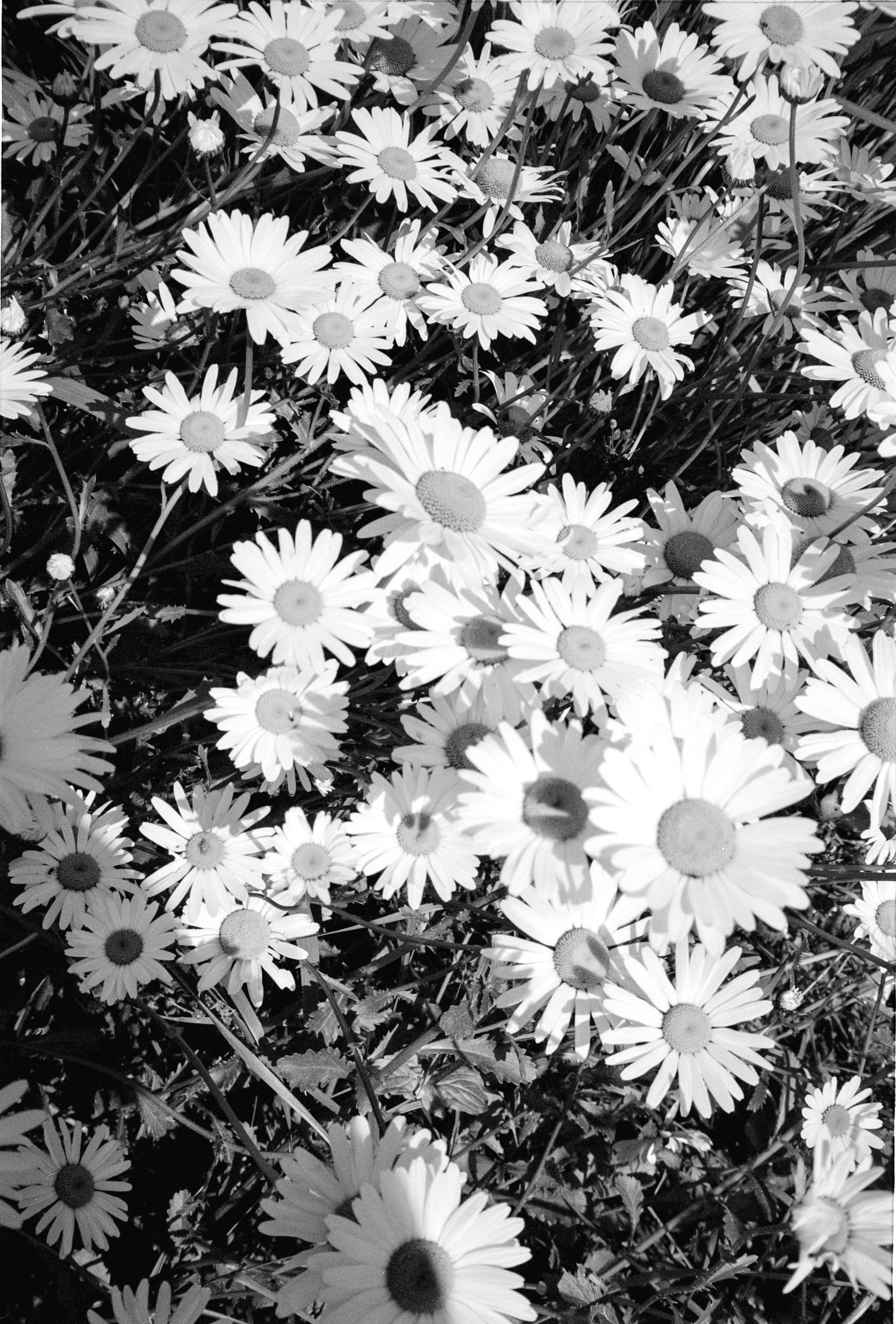 HEBE & TED WEDDING ANALOGUE 5.jpg