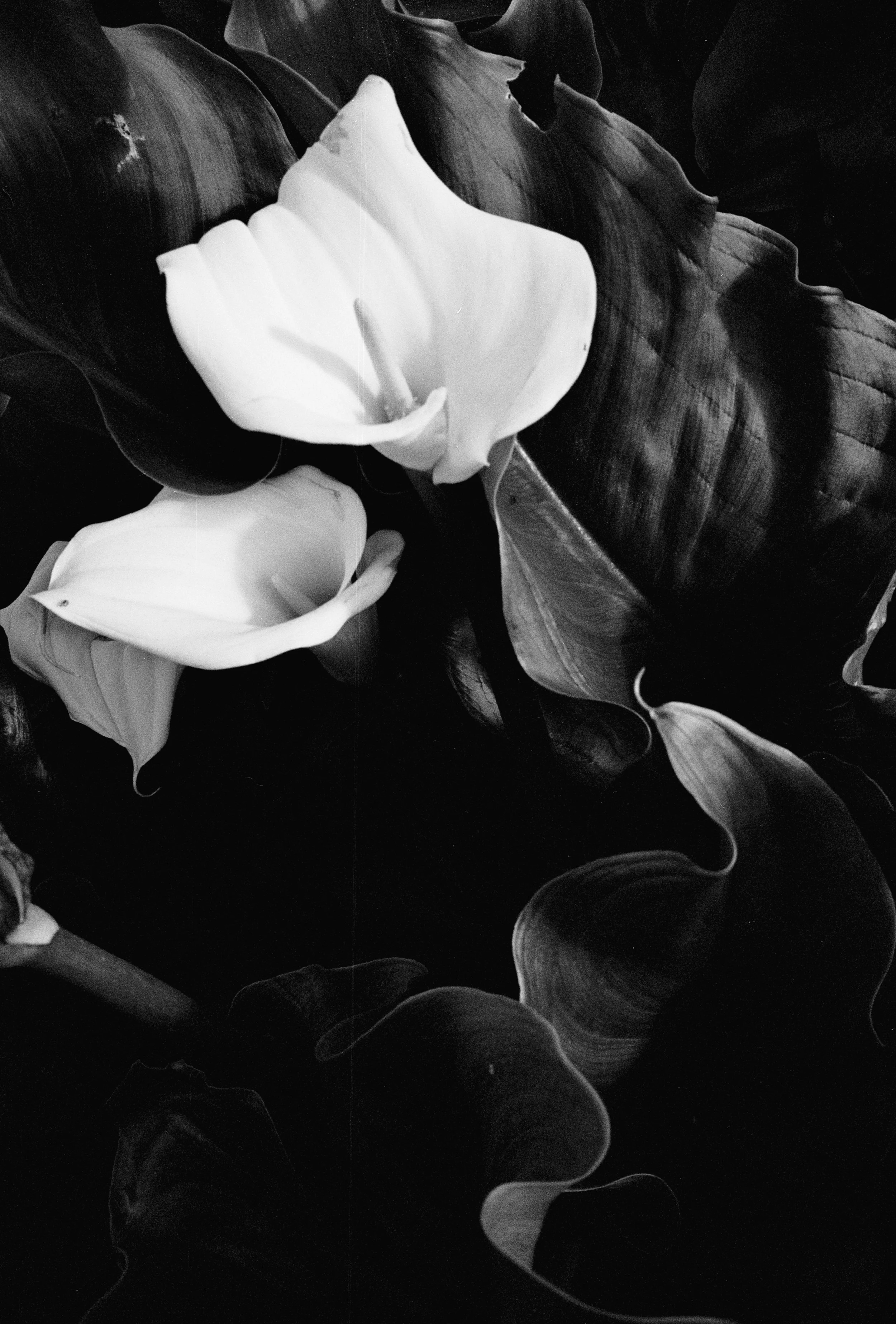 HEBE & TED WEDDING ANALOGUE 34.jpg