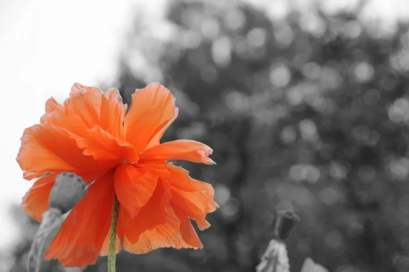 DSC_0112 BandWwithColor.jpg