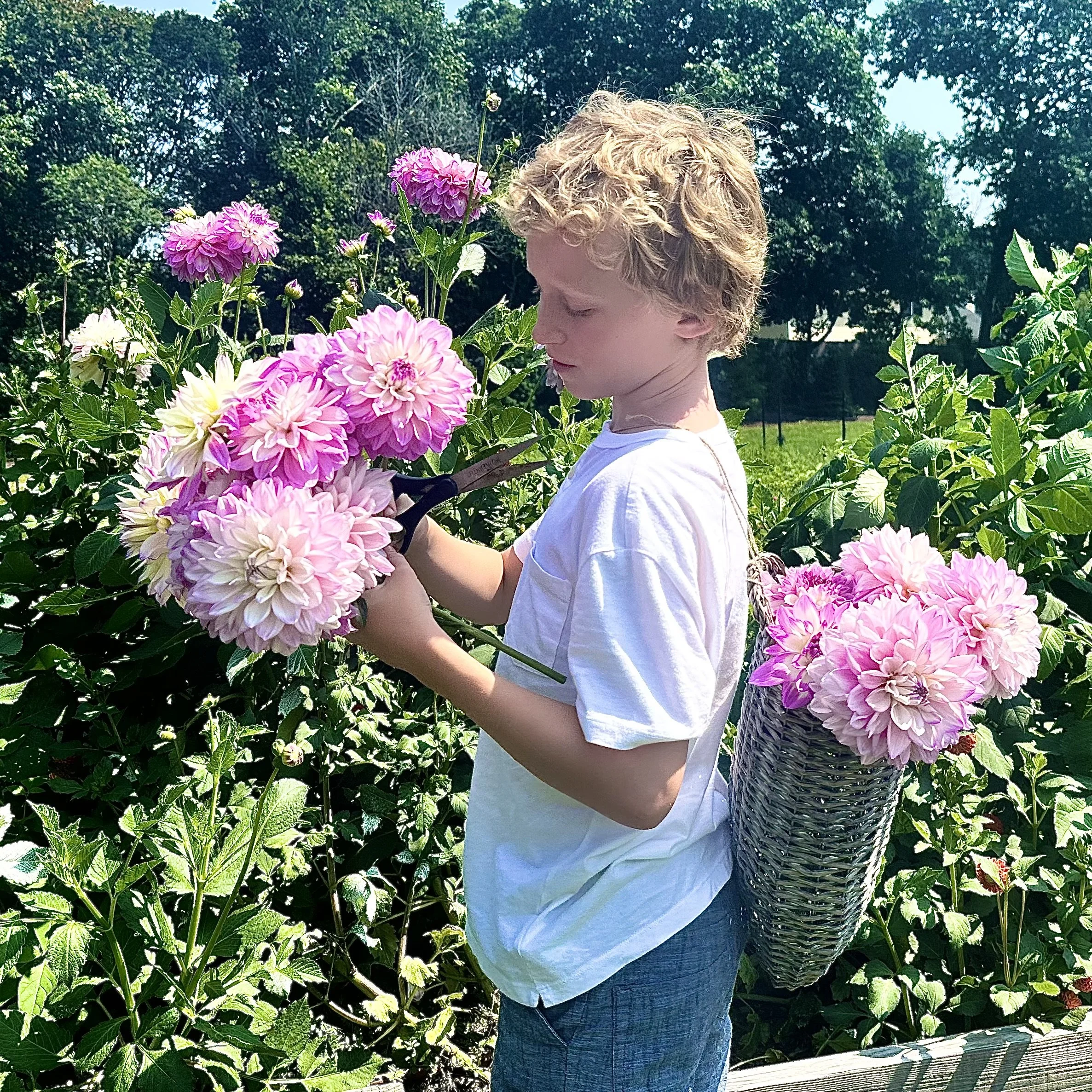 The CST Garden Club Shares Dahlia Bounty