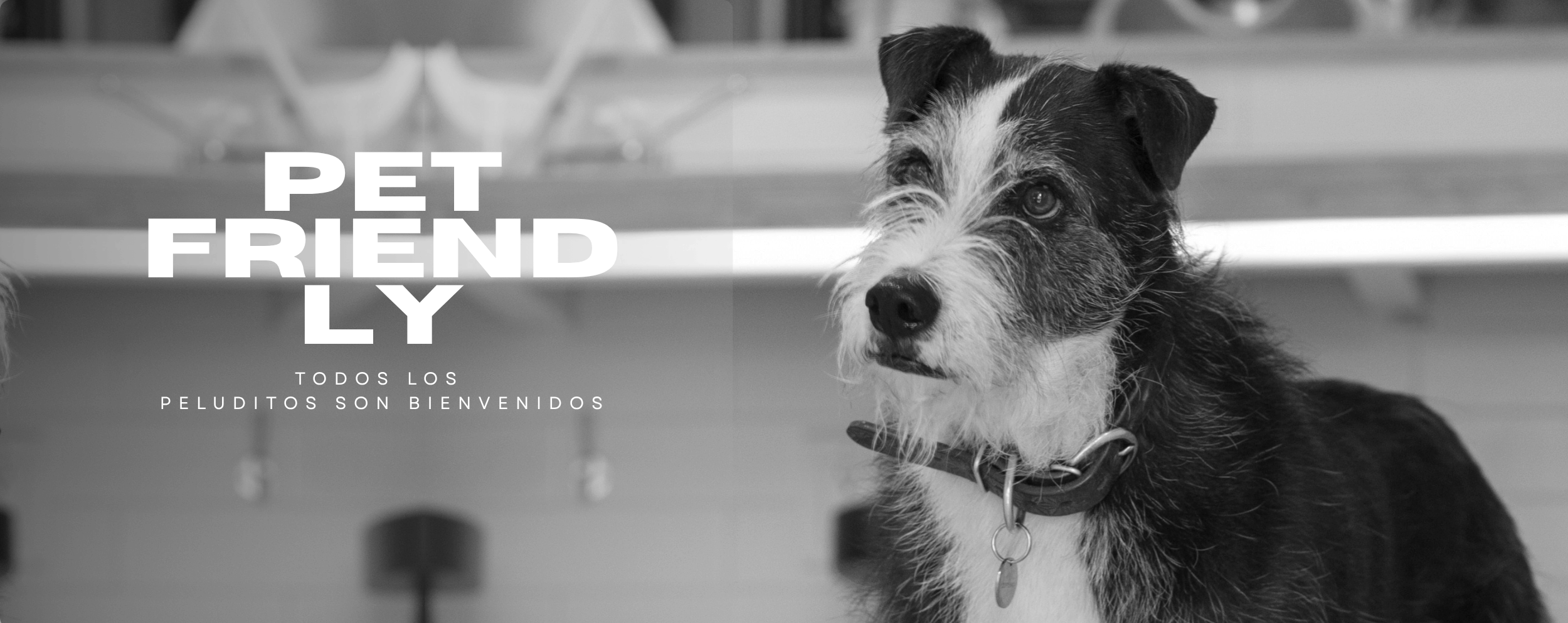 La_Miscelanea_de_Lusso_Pet_Friendly.png