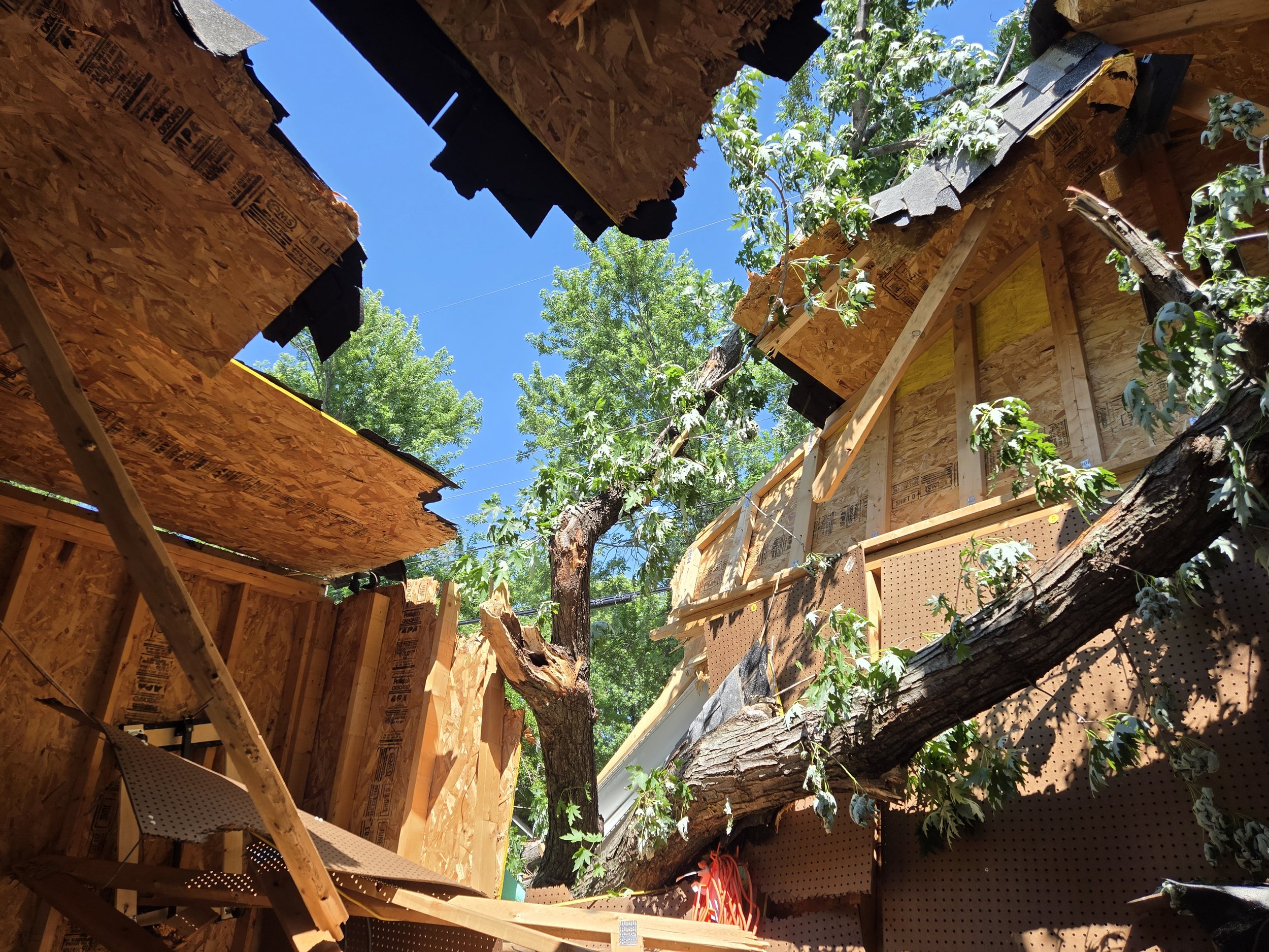 Photo taken from inside a partially constructed wooden building, with exposed plywood walls and a fallen tree trunk in the interior, green trees visible outside, and a clear blue sky.