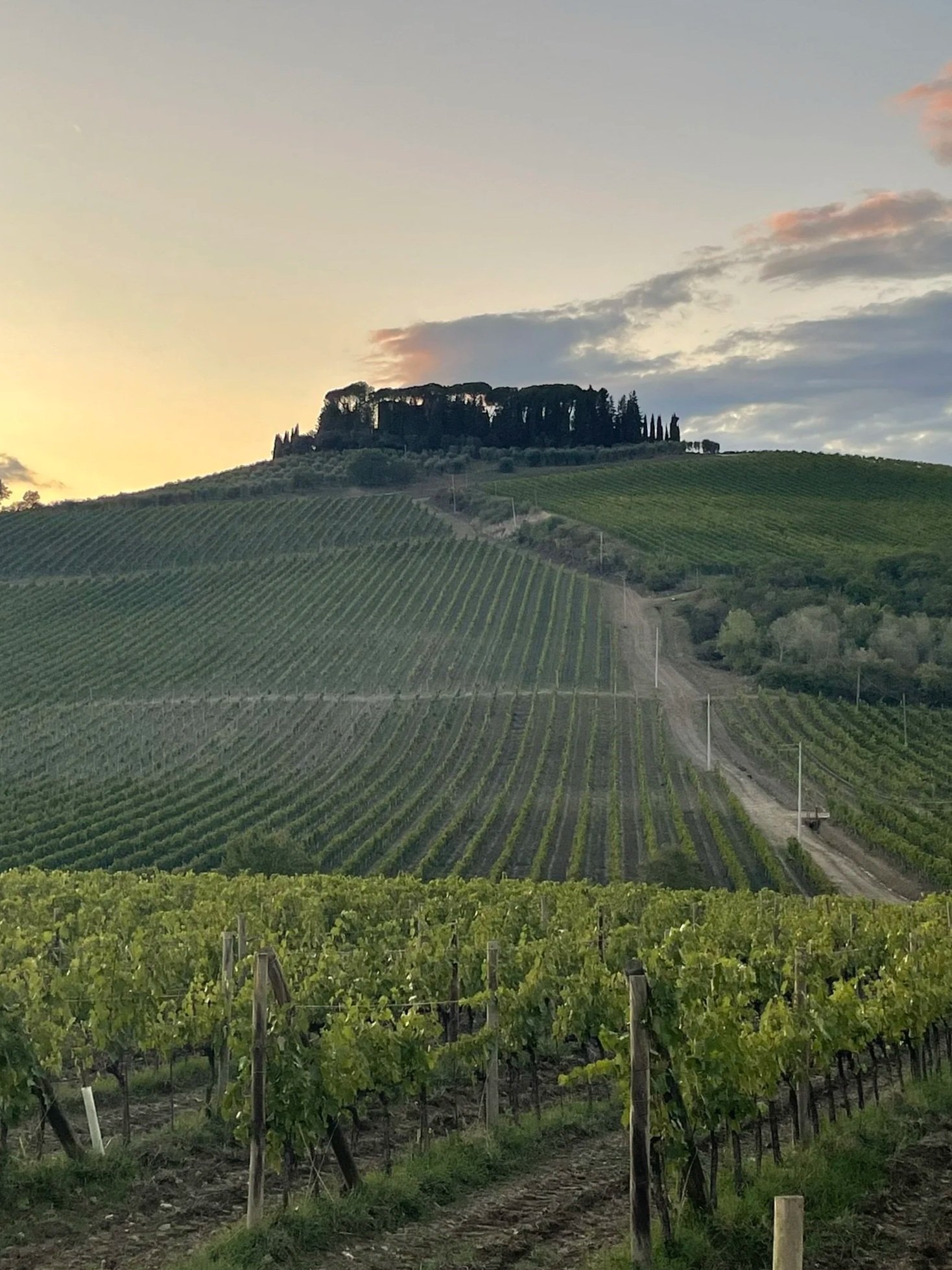 Vineyard tours, in the Tuscan Countryside