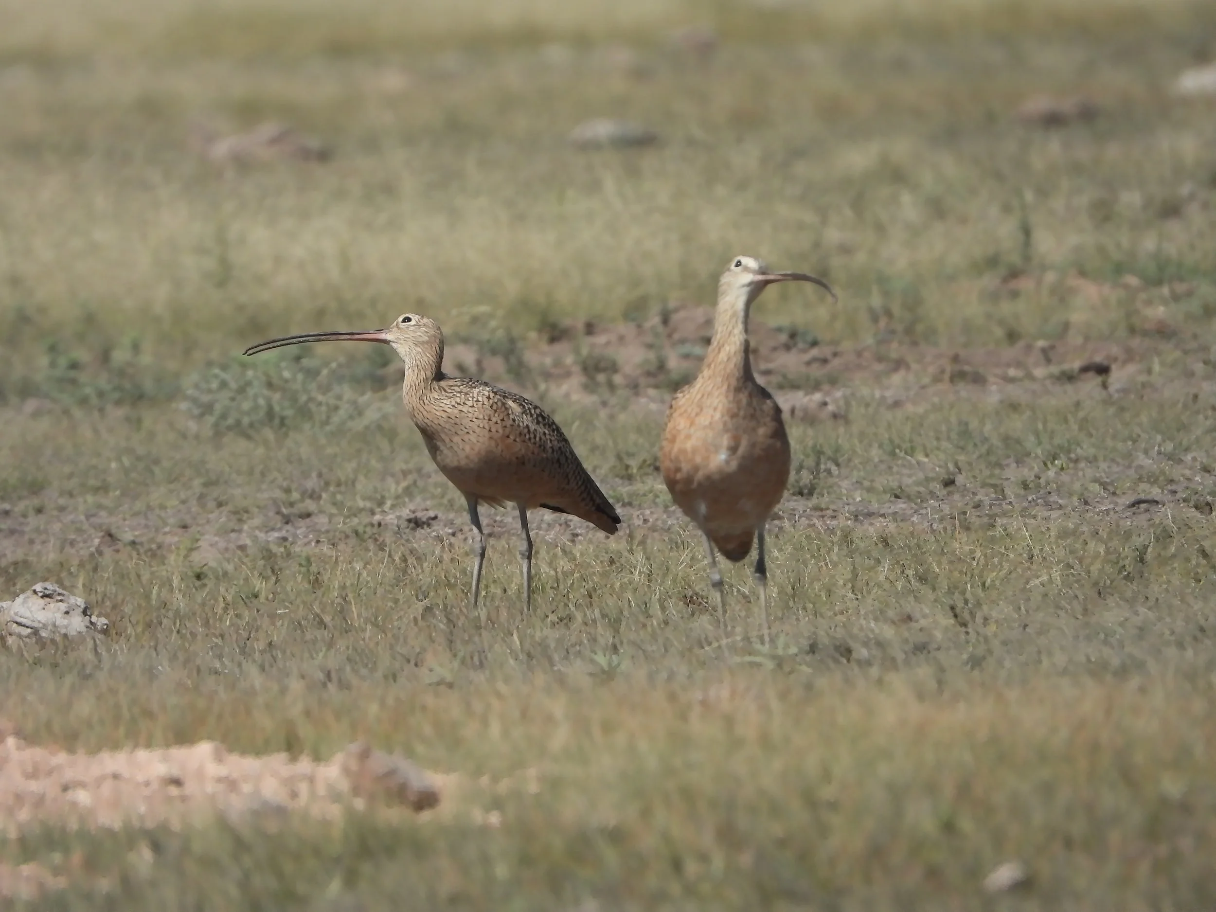 14-10-23 Numenius americanus-EC01-AS (10).JPG