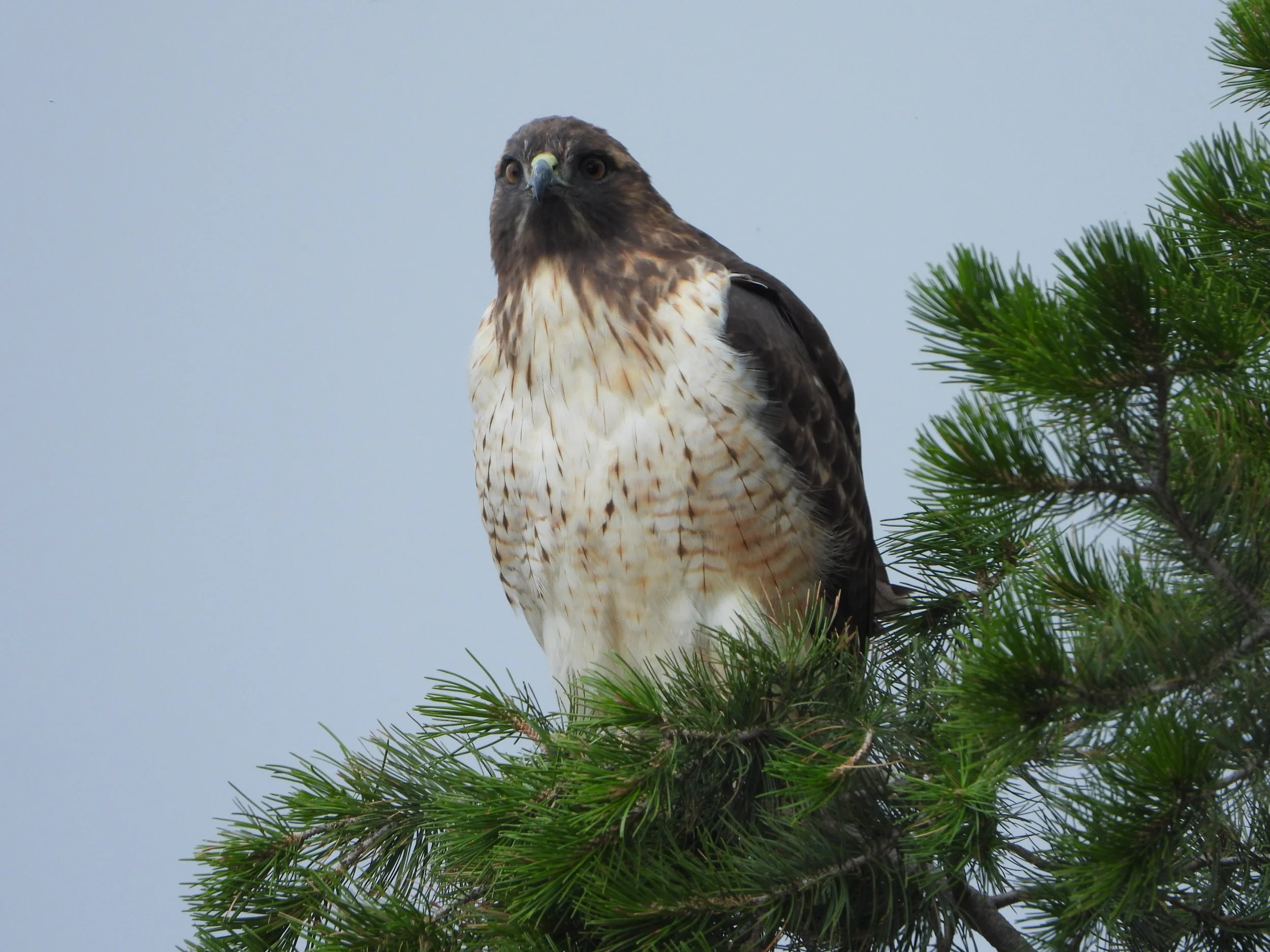 21-10-23 Buteo jamaicenis-EC01-AS (4).JPG