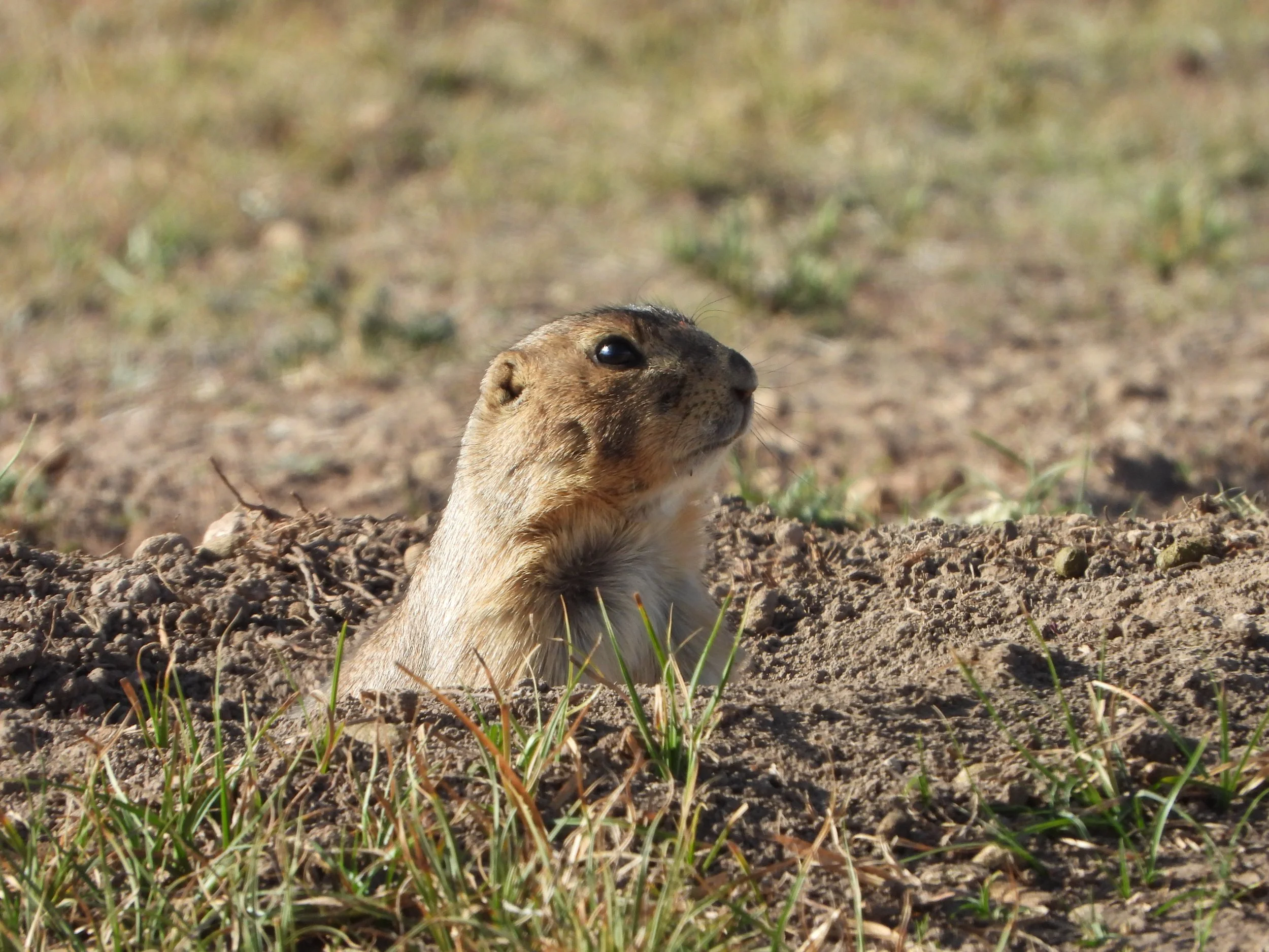 09-11-23 C.mexicanus-EC01-AS (23).JPG