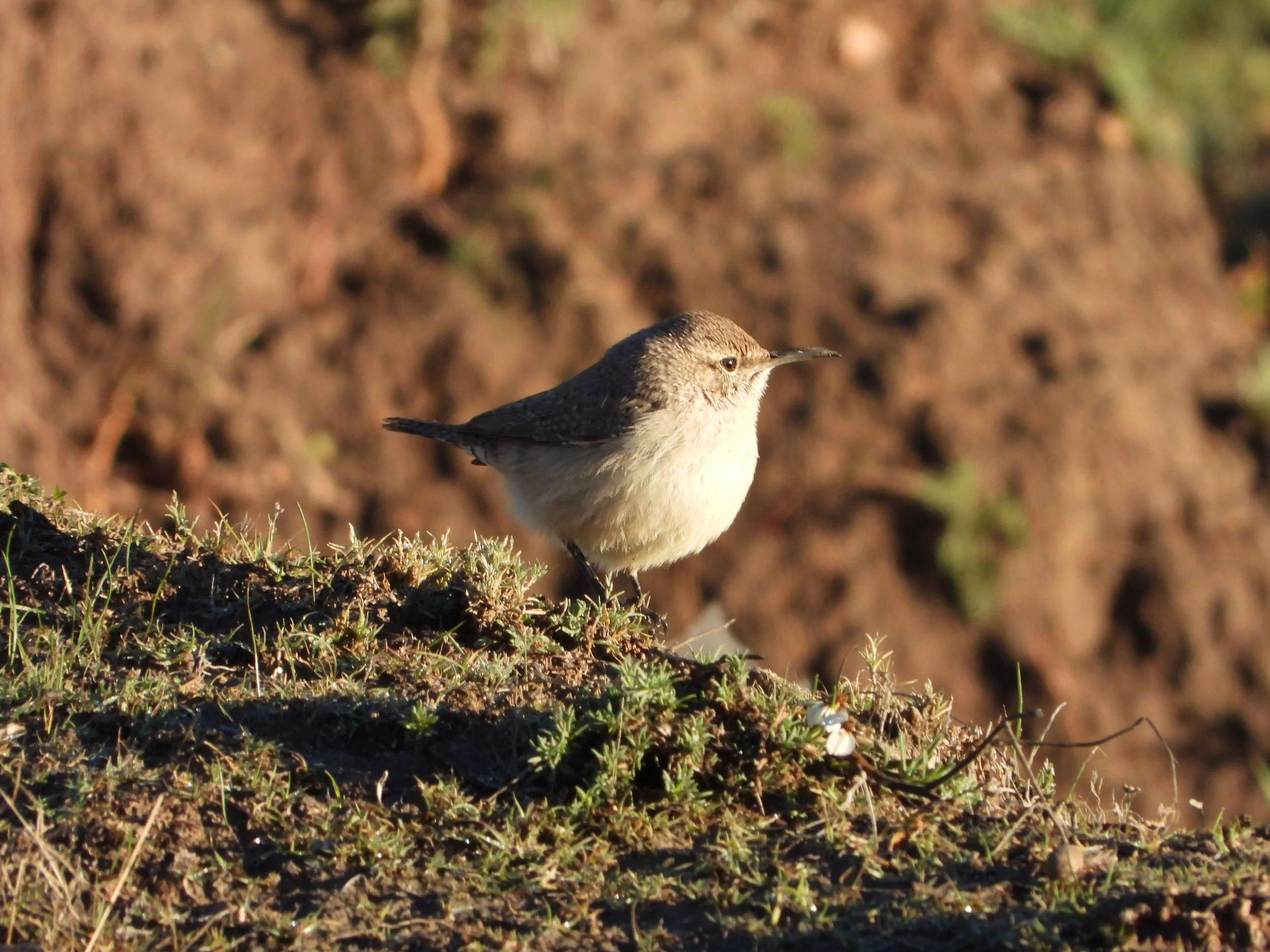 16-11-23 Salpinctes obsoletus-EA02-AS (4).JPG