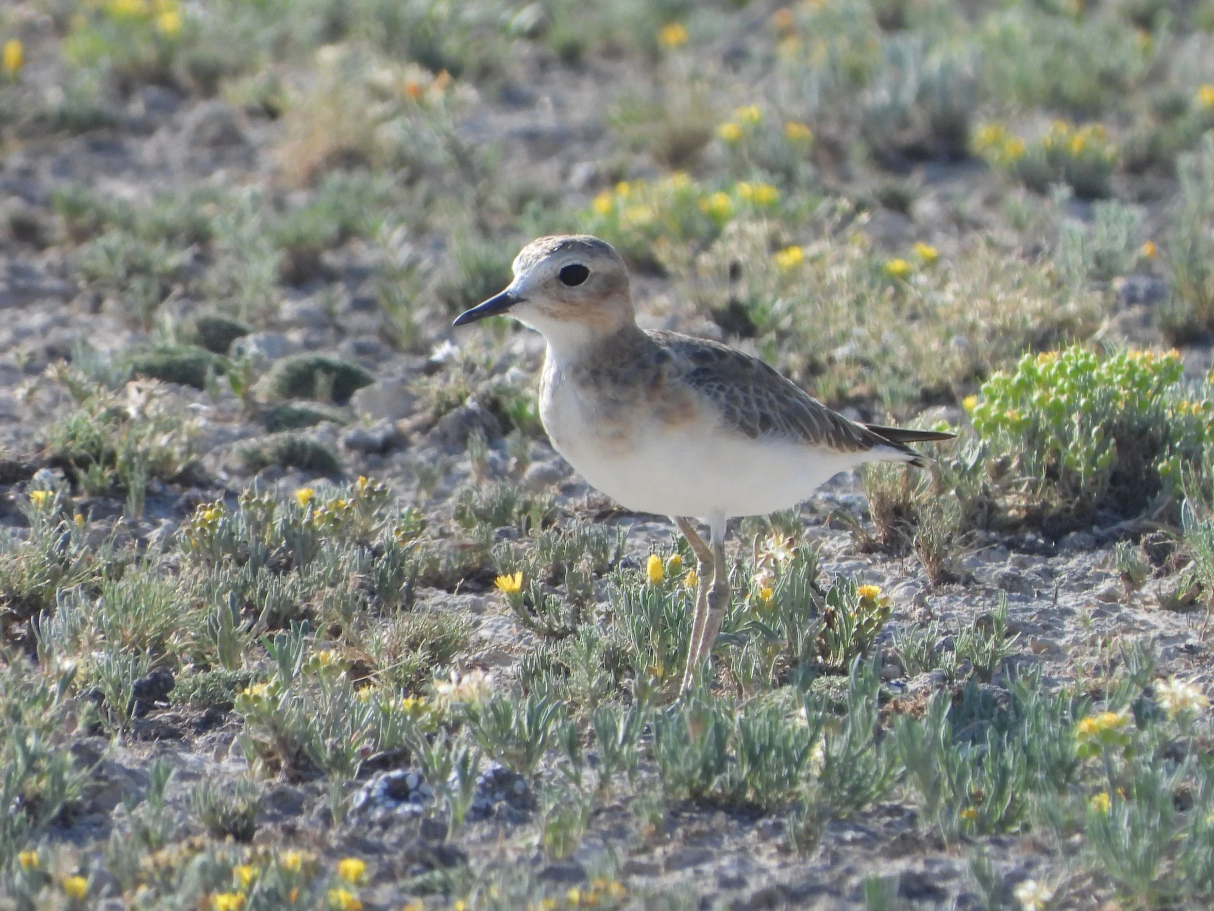 Charadrius montanus-para infografia (3).JPG