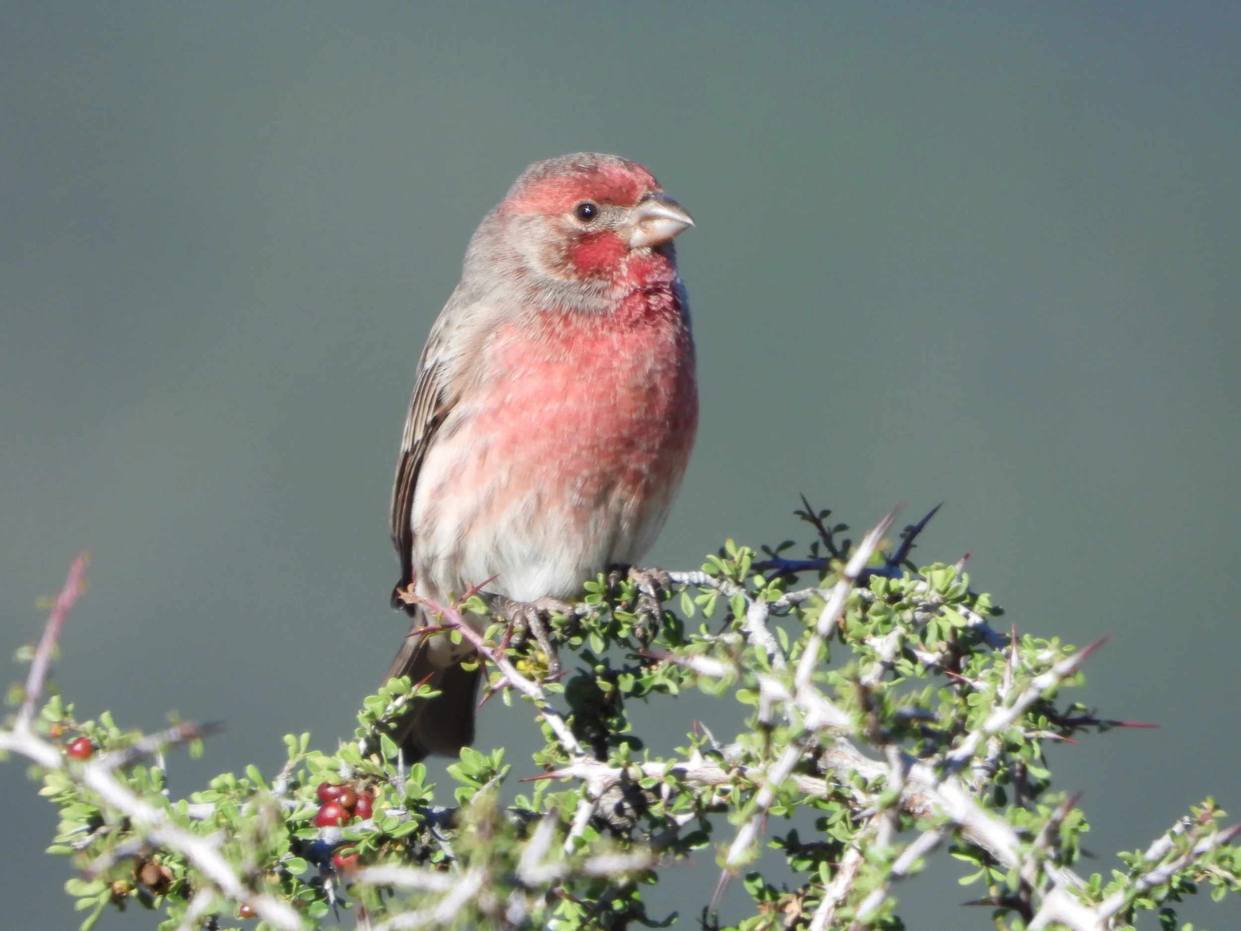 16-11-23 Haemorhous mexicanus-EA02-AS.JPG