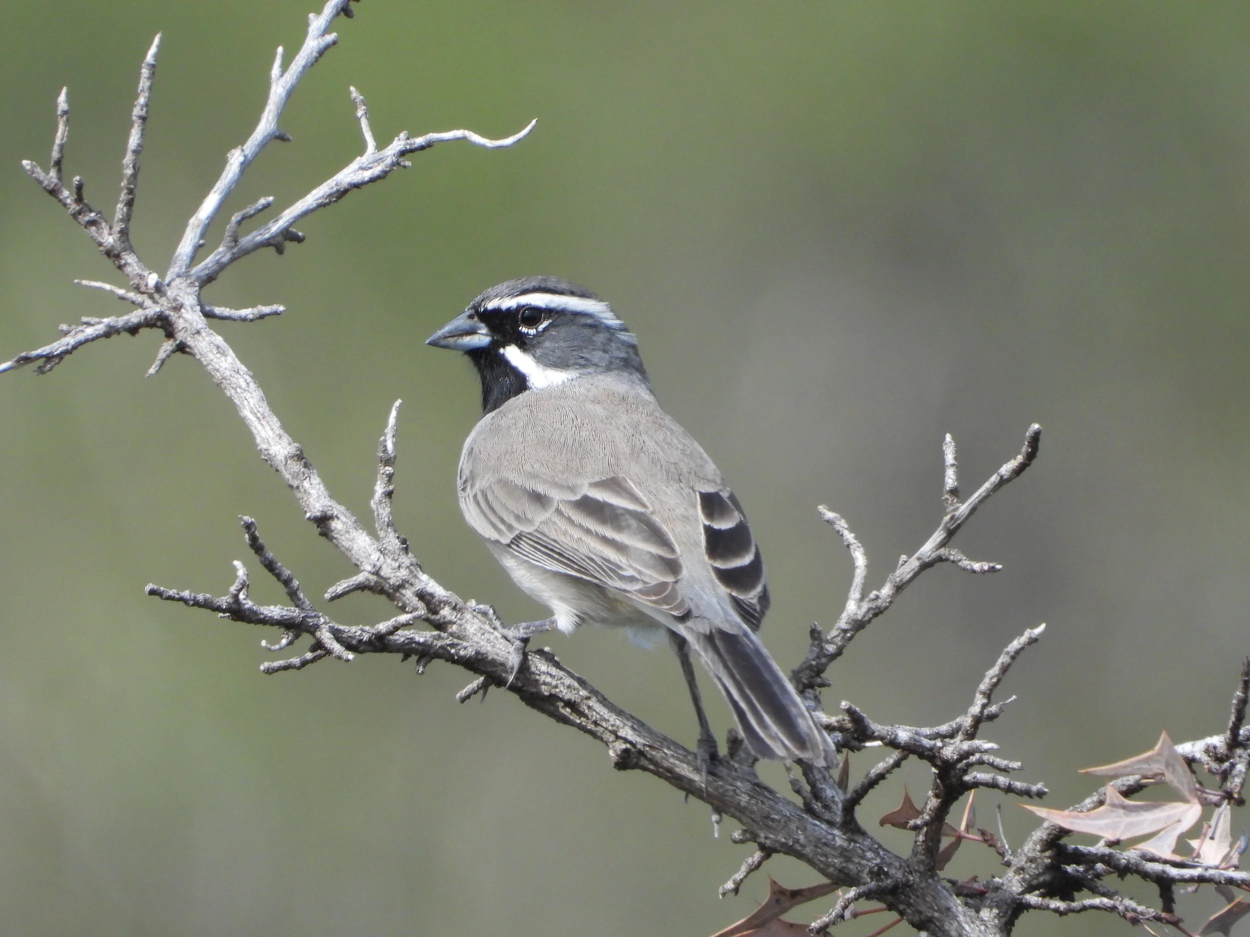 03-11-23 Amphispiza bilineata-EC01-AS (4).JPG