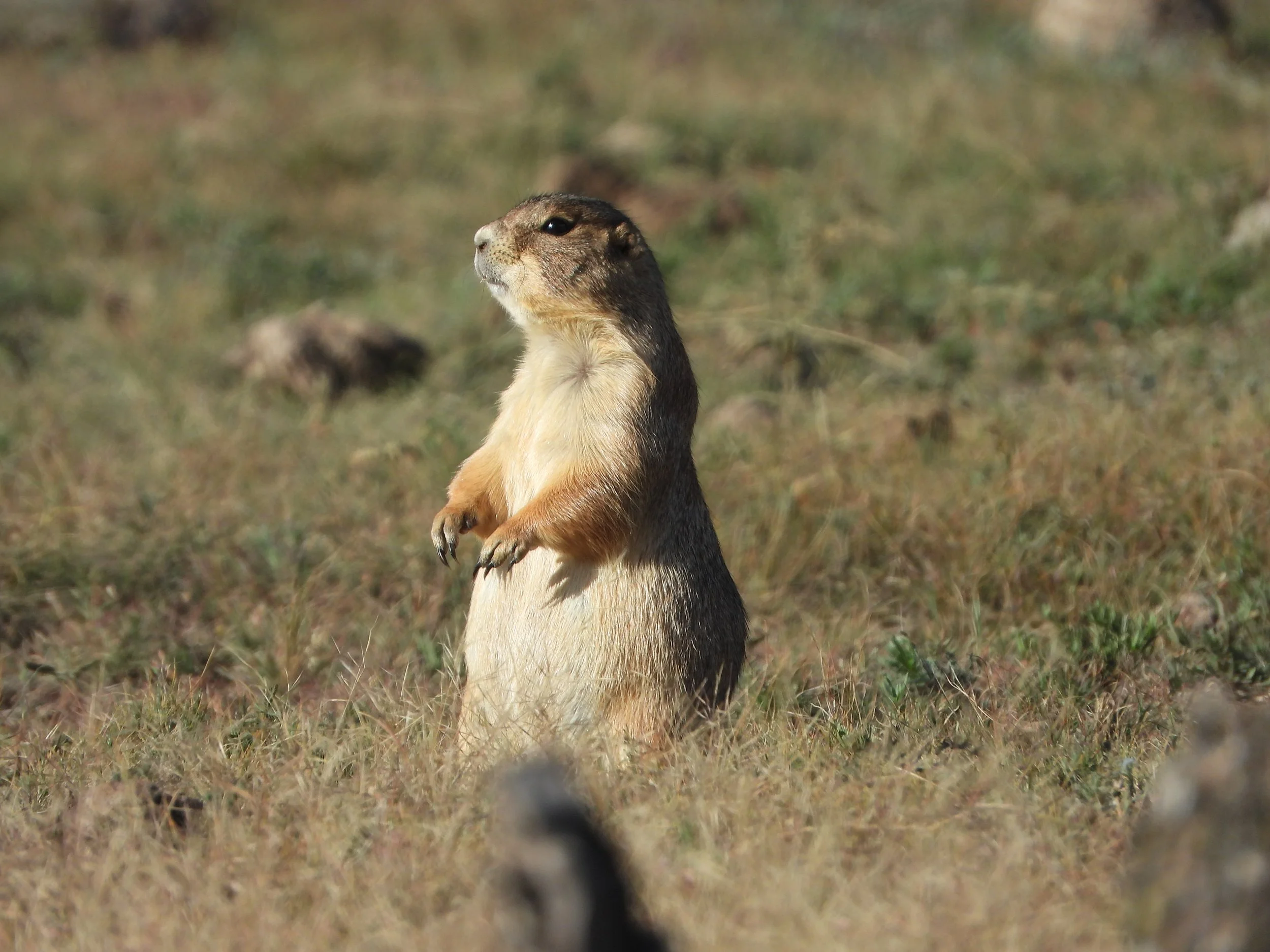 09-11-23 C.mexicanus-EC01-AS (33).JPG