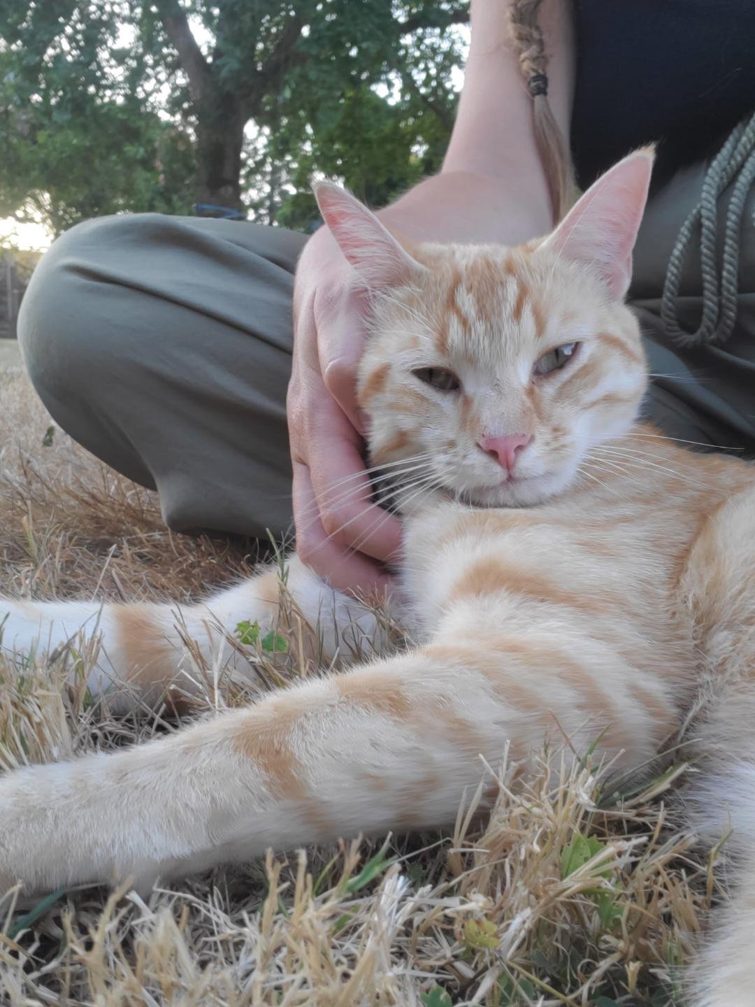 Simba