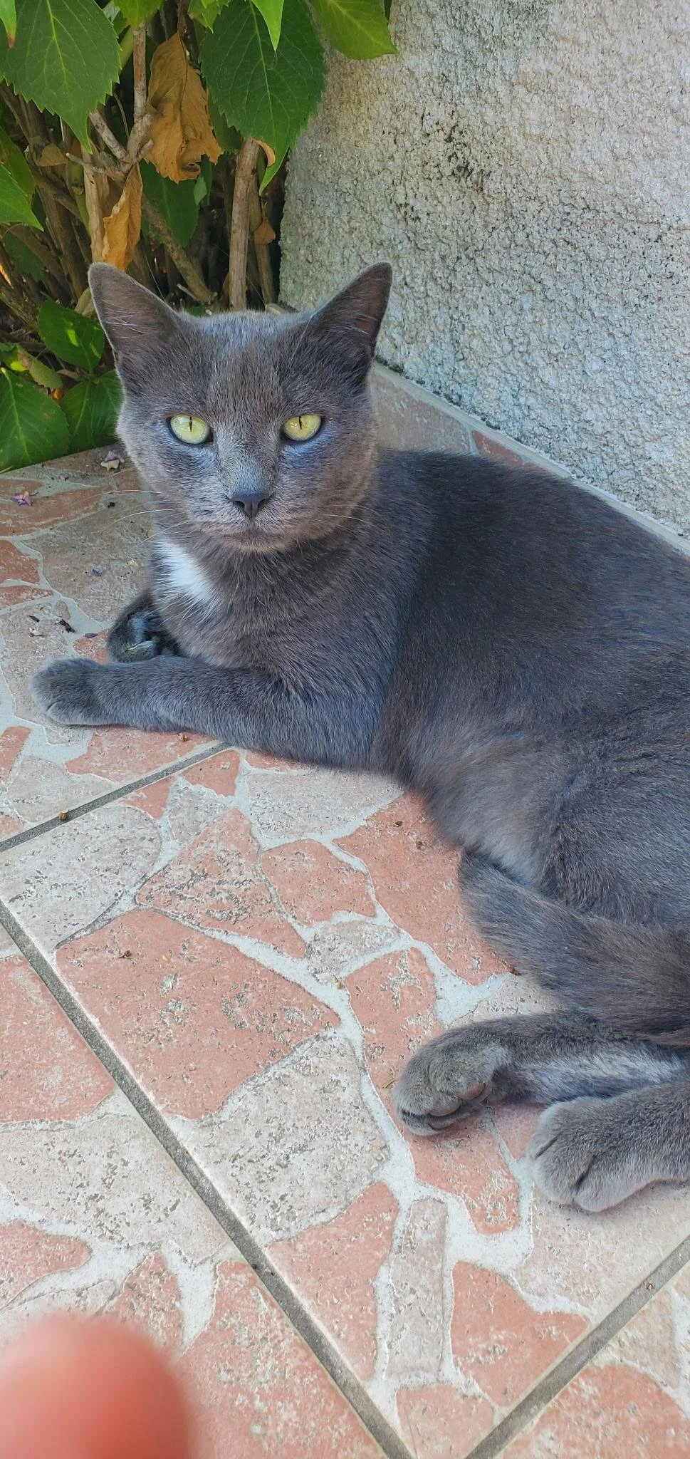 Reglisse